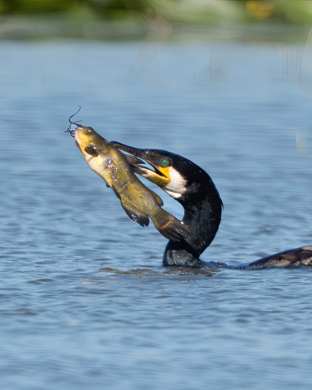Cormorant with catfish