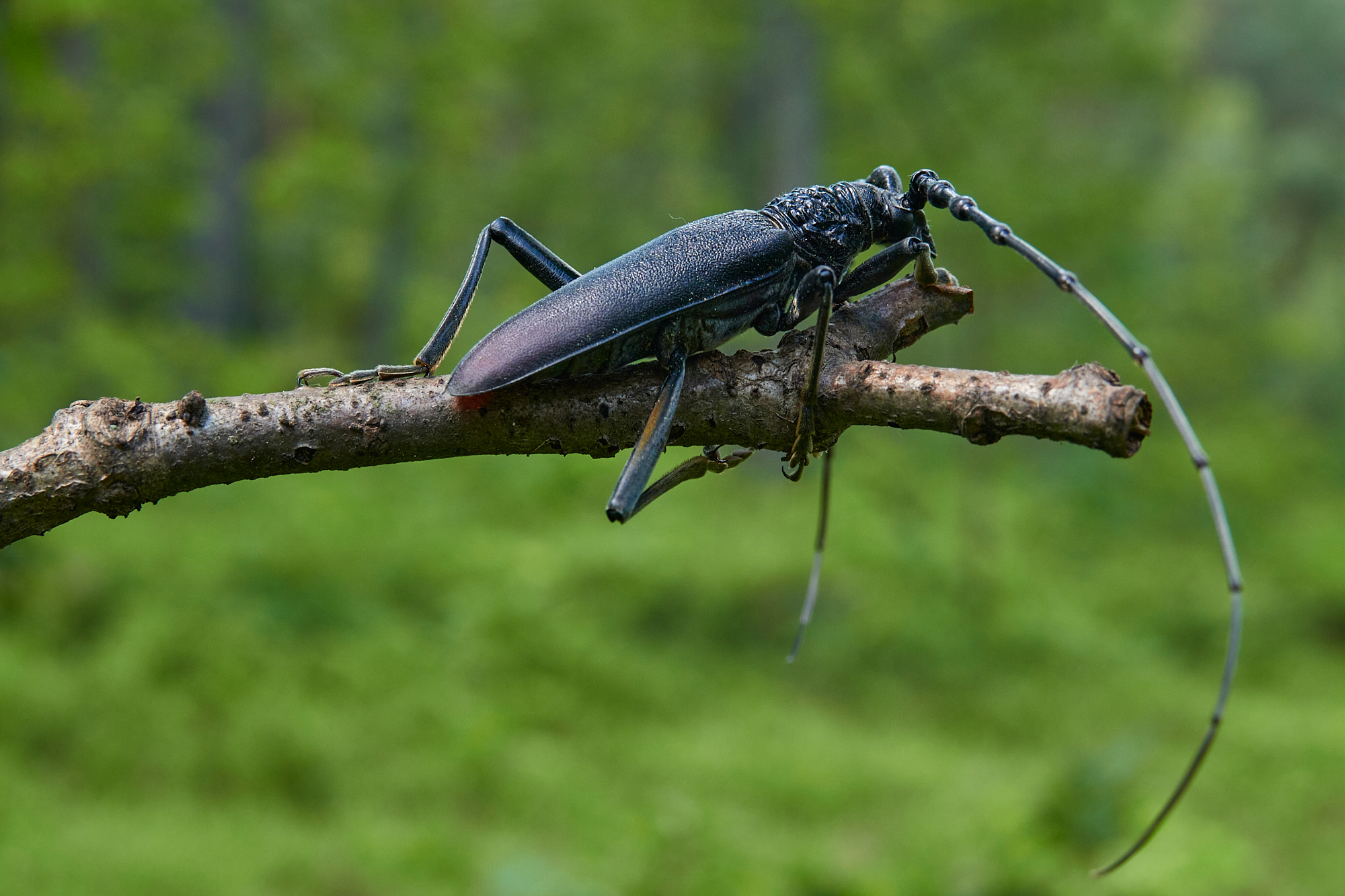 Cerambyx cerdo - maschio.
