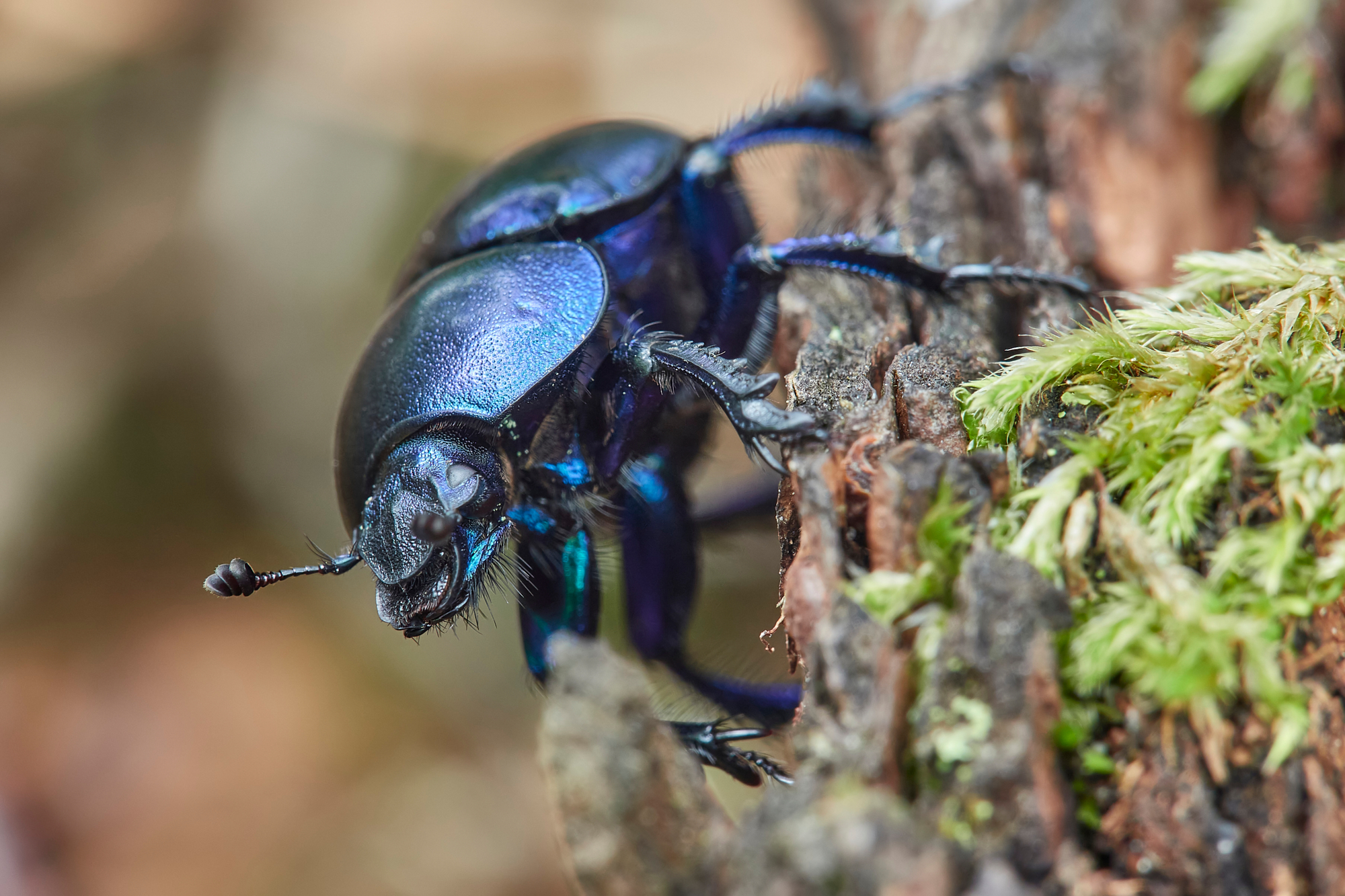 Vernalis di Trypocopris