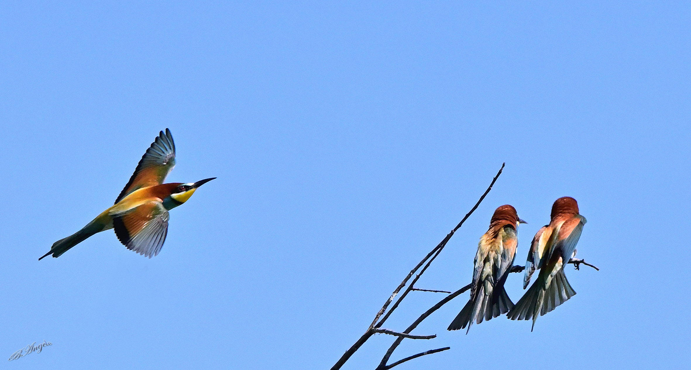 " il terzo incomodo "  Gruccioni, Maremma toscana ...