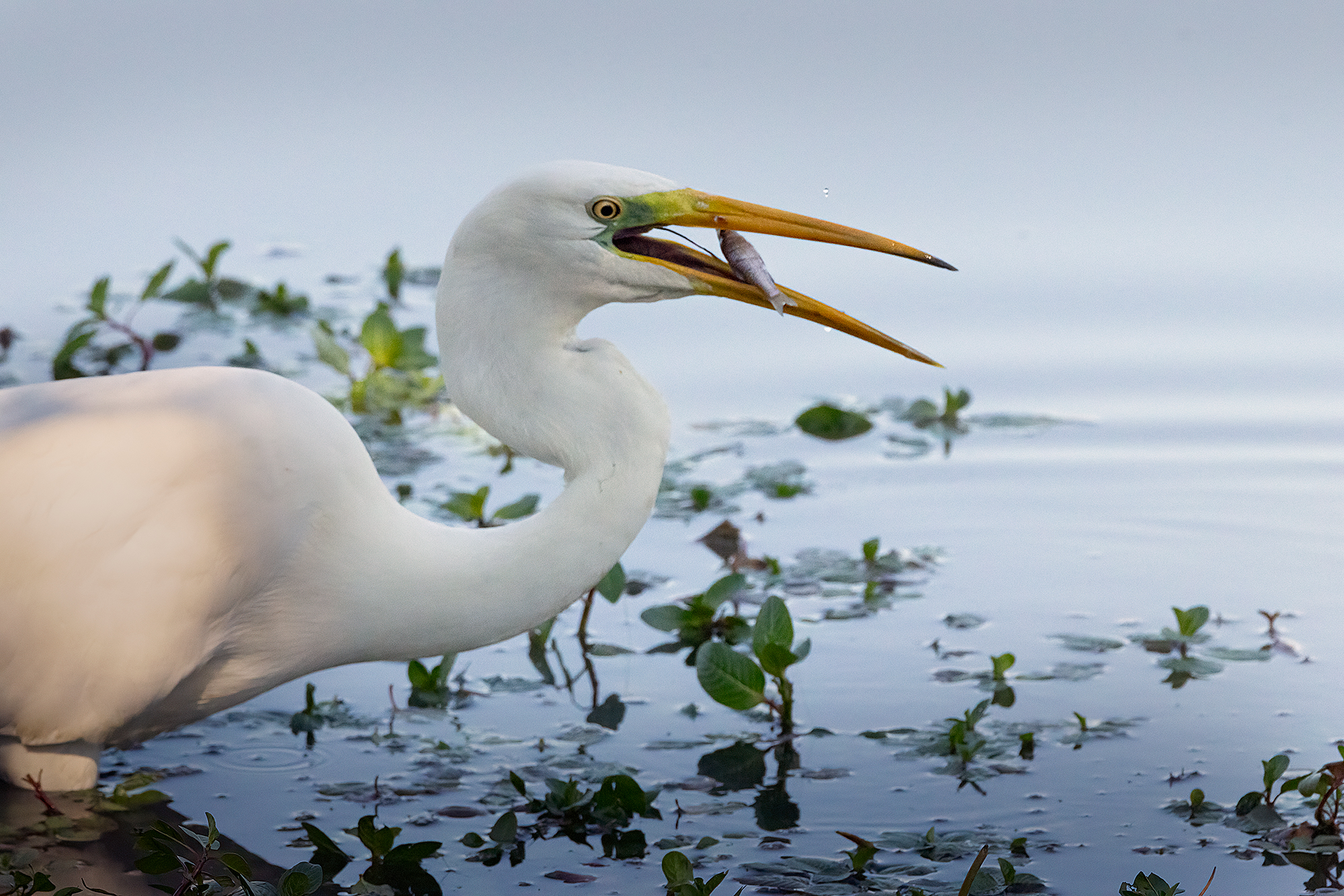 Airone bianco maggiore