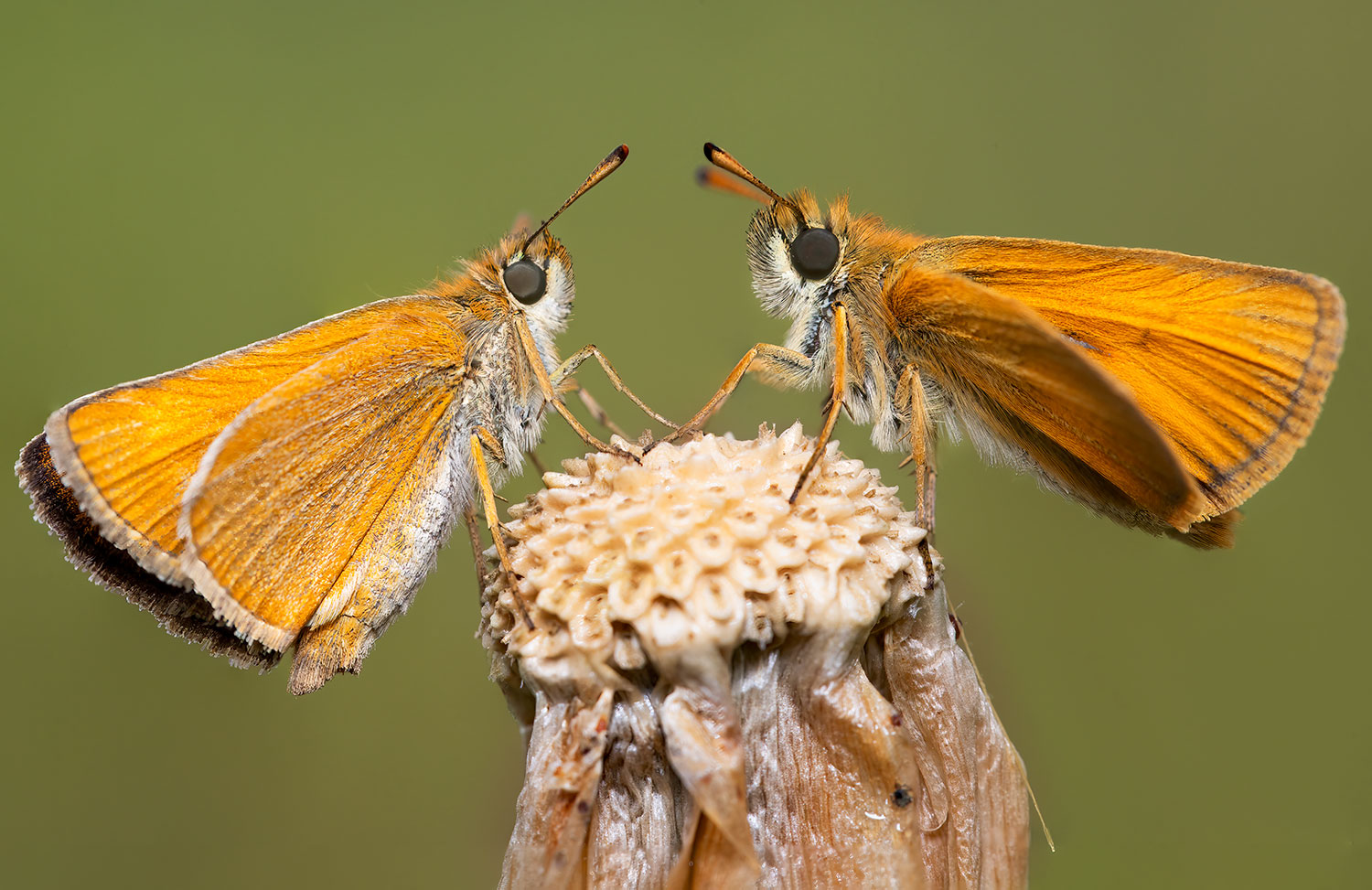 Thymelicus sylvestris