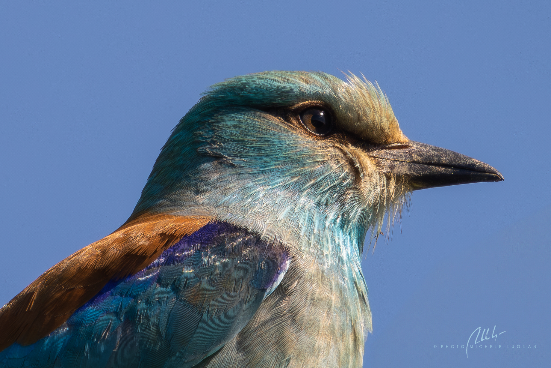 Coracias garrulus  (ghiandaia marina europea)