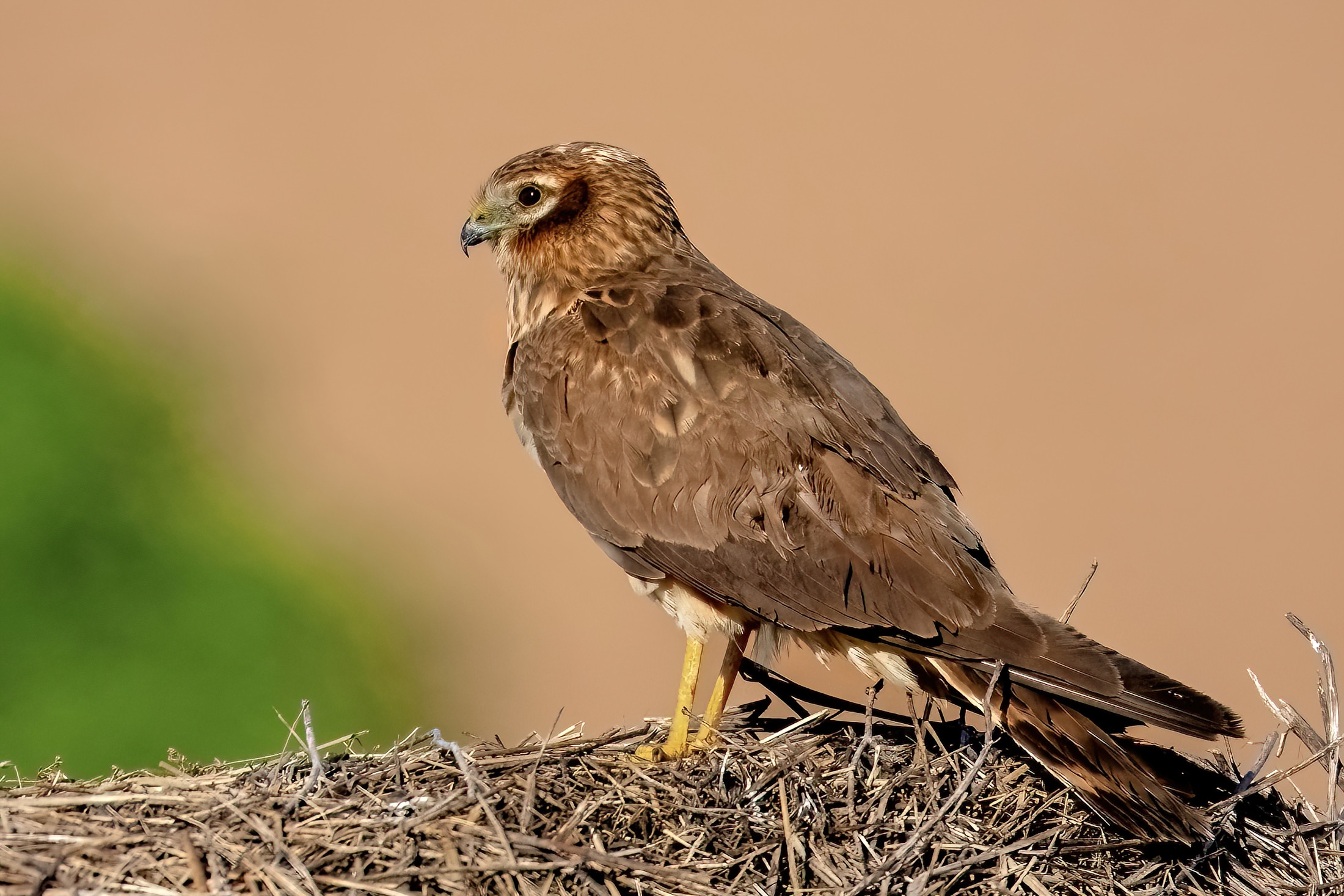 Hen harrier (Circus pygargus) - female