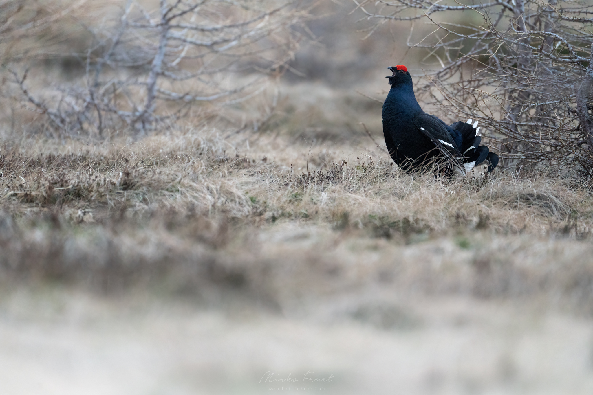 The breath of the fork