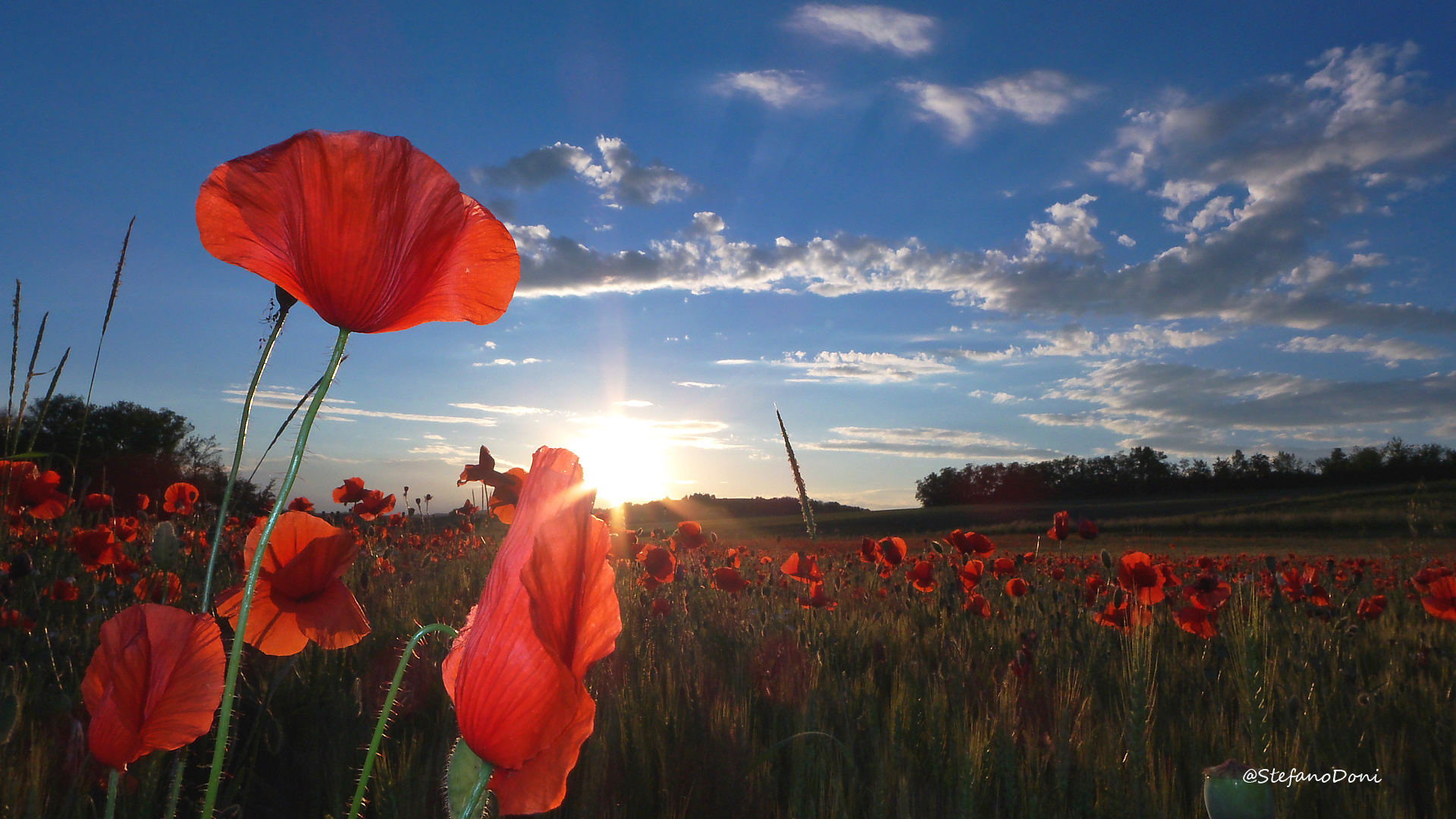 poppies at sunset