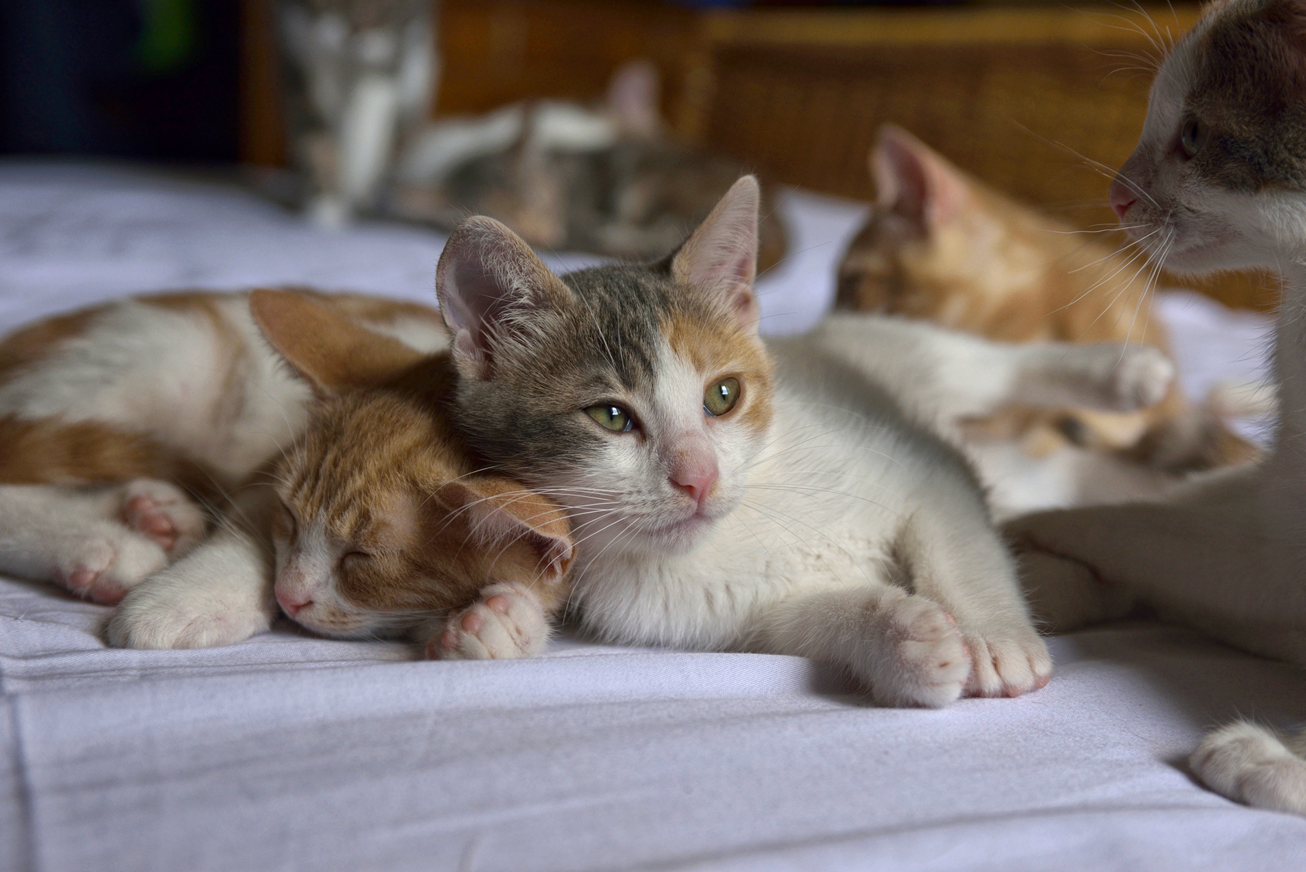 Ricordi di gioventù