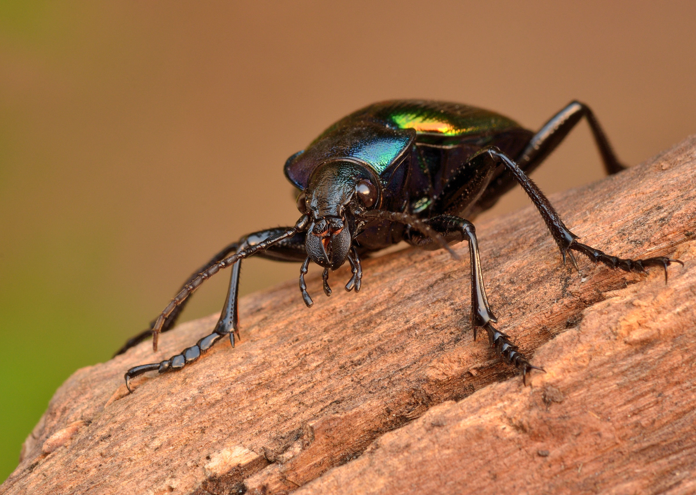 calosoma sycophanta