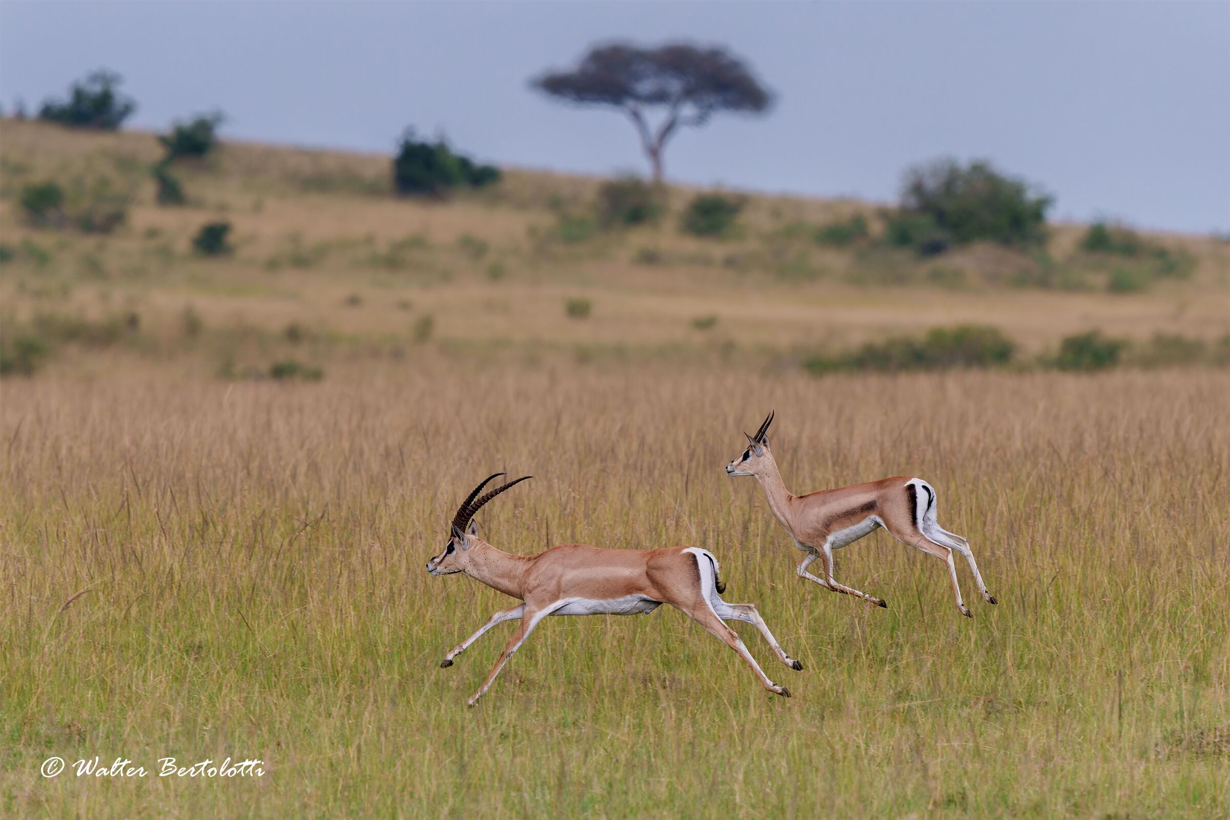 la corsa nella savana