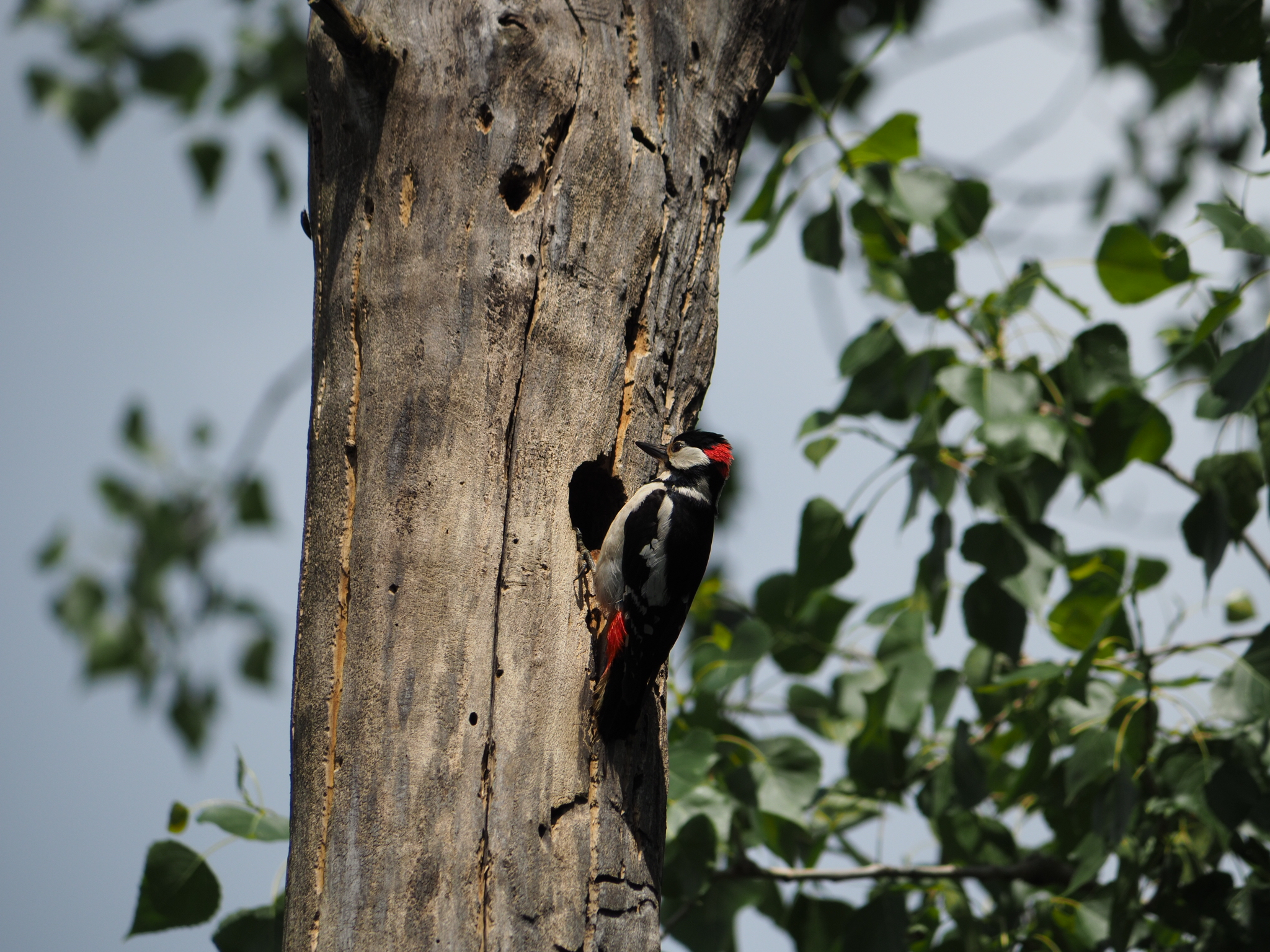 Woodpecker
