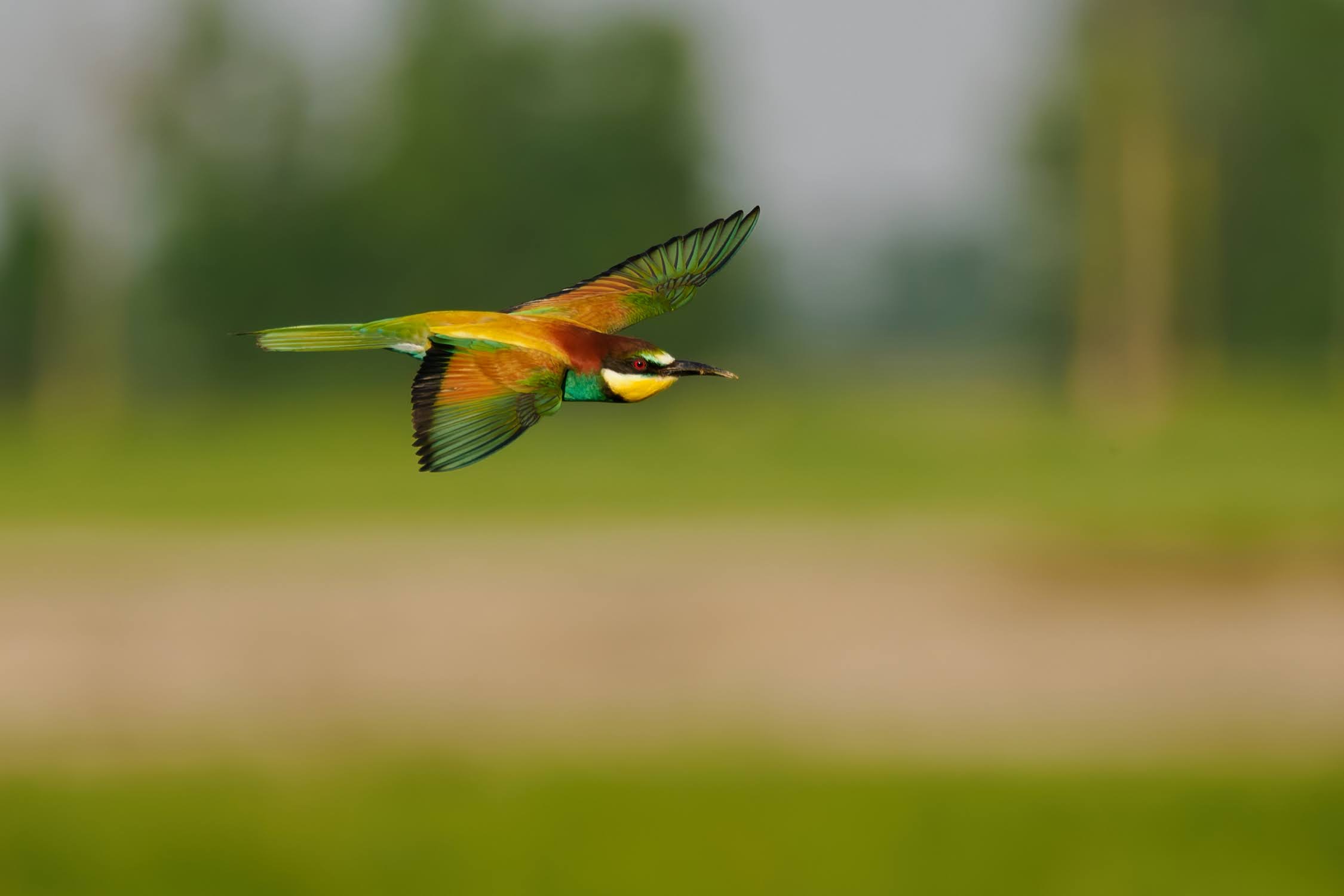 Bee-eater