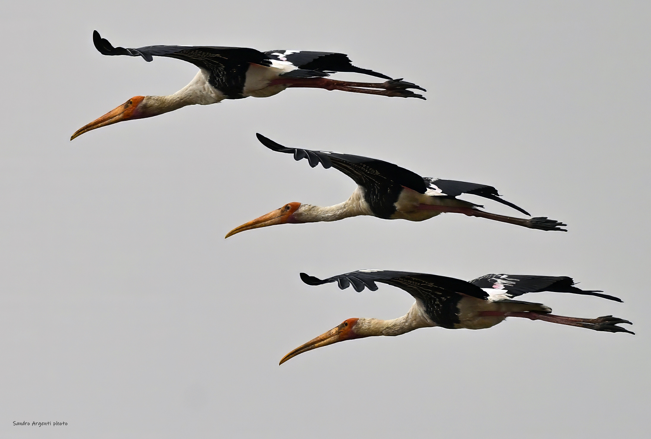 Volo in formazione di tre esemplari di Cicogna pittata.