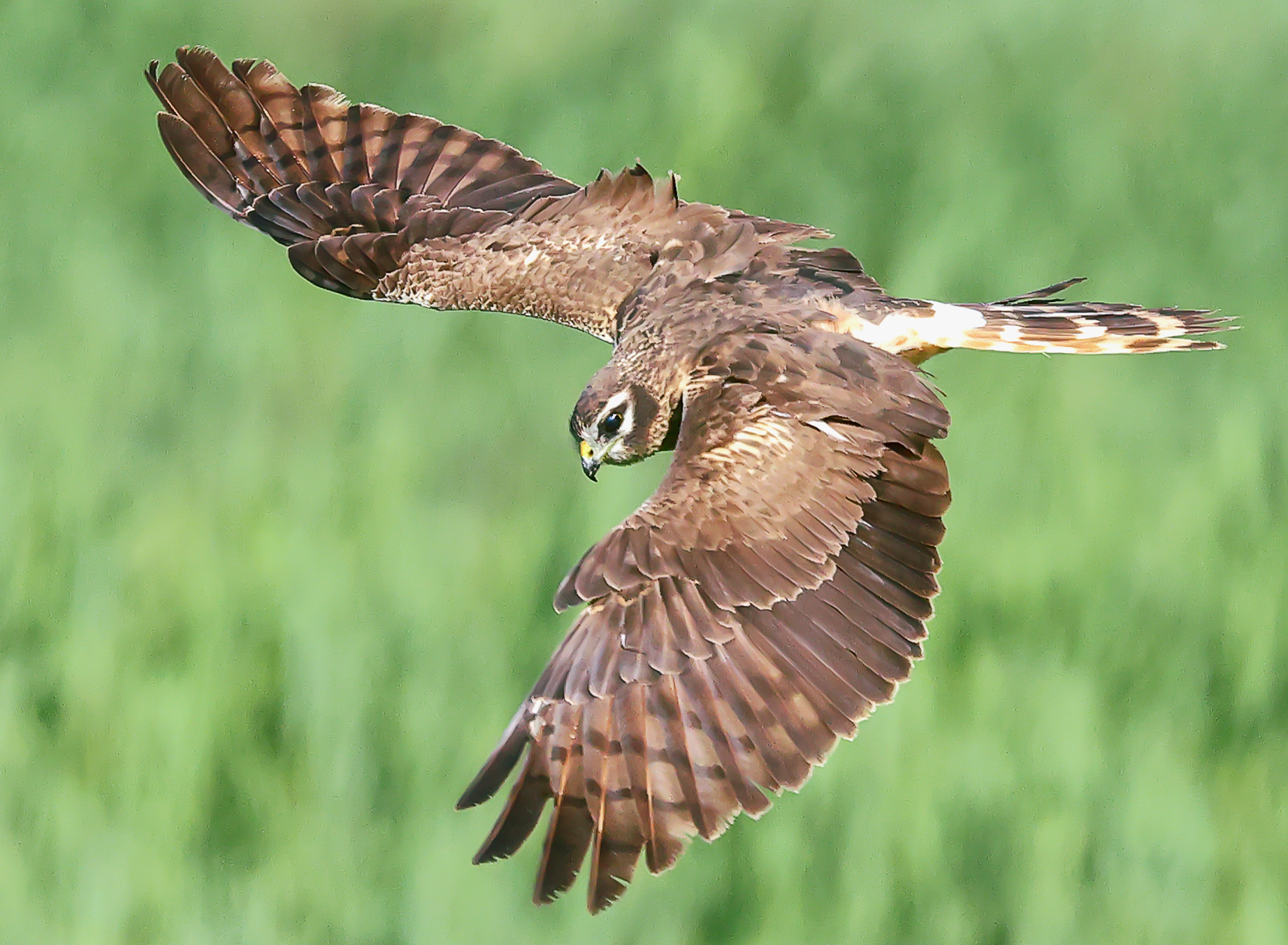 Female hen harrier.