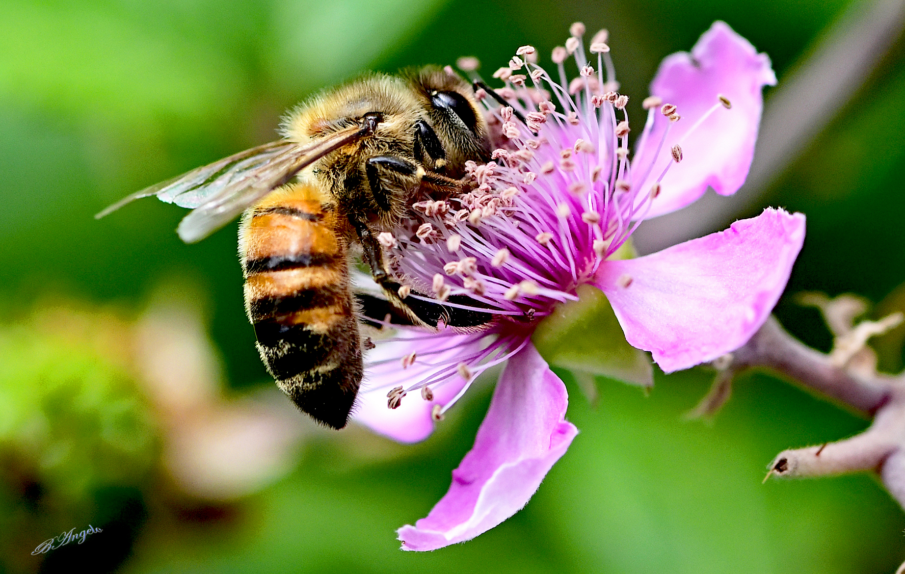 " Ape mellifera, su fiore di rovo "
