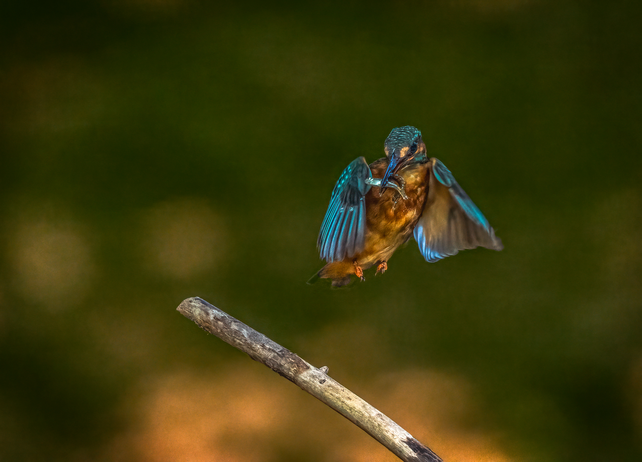 Martin pescatore con preda