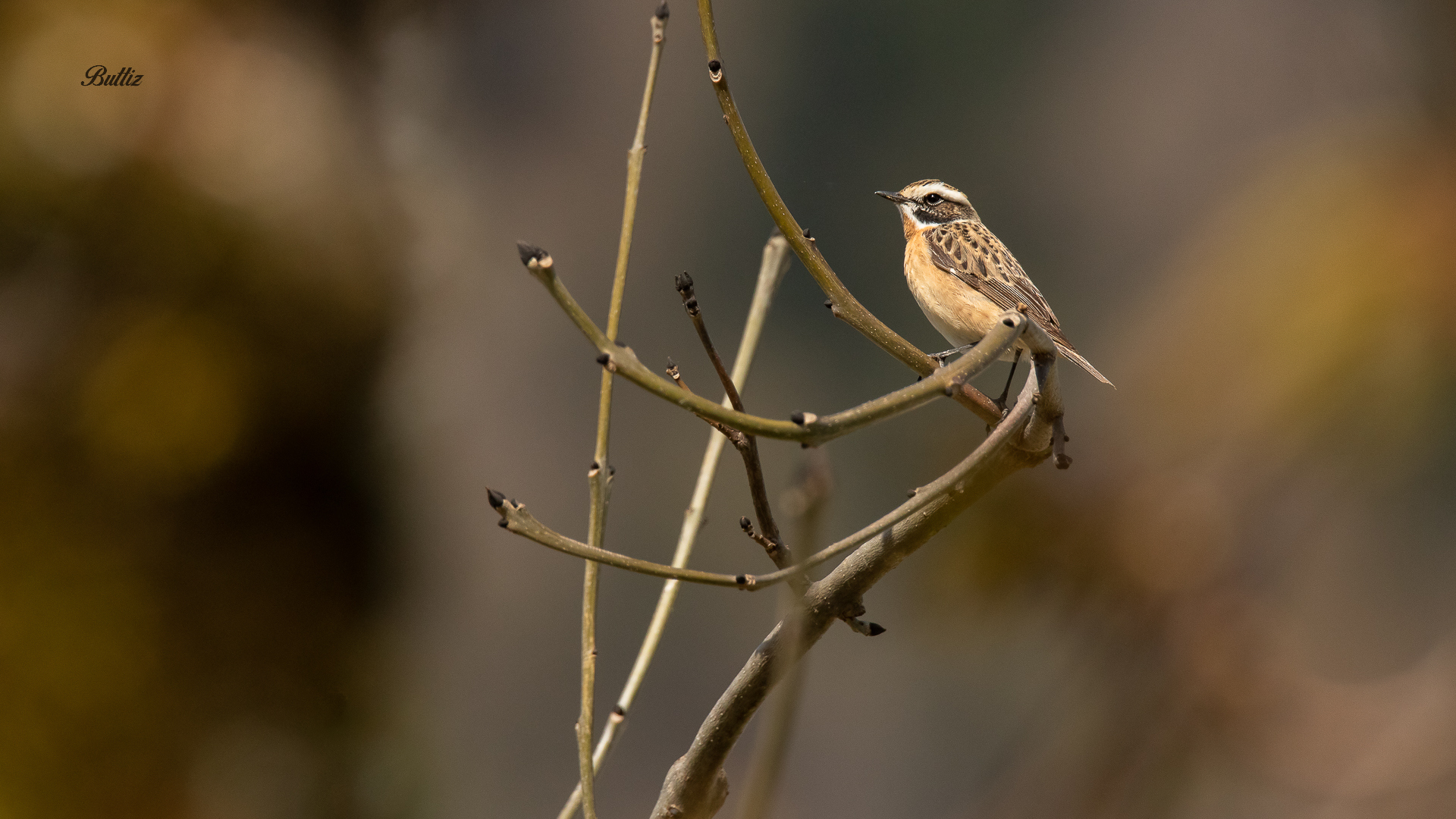 Whinchat