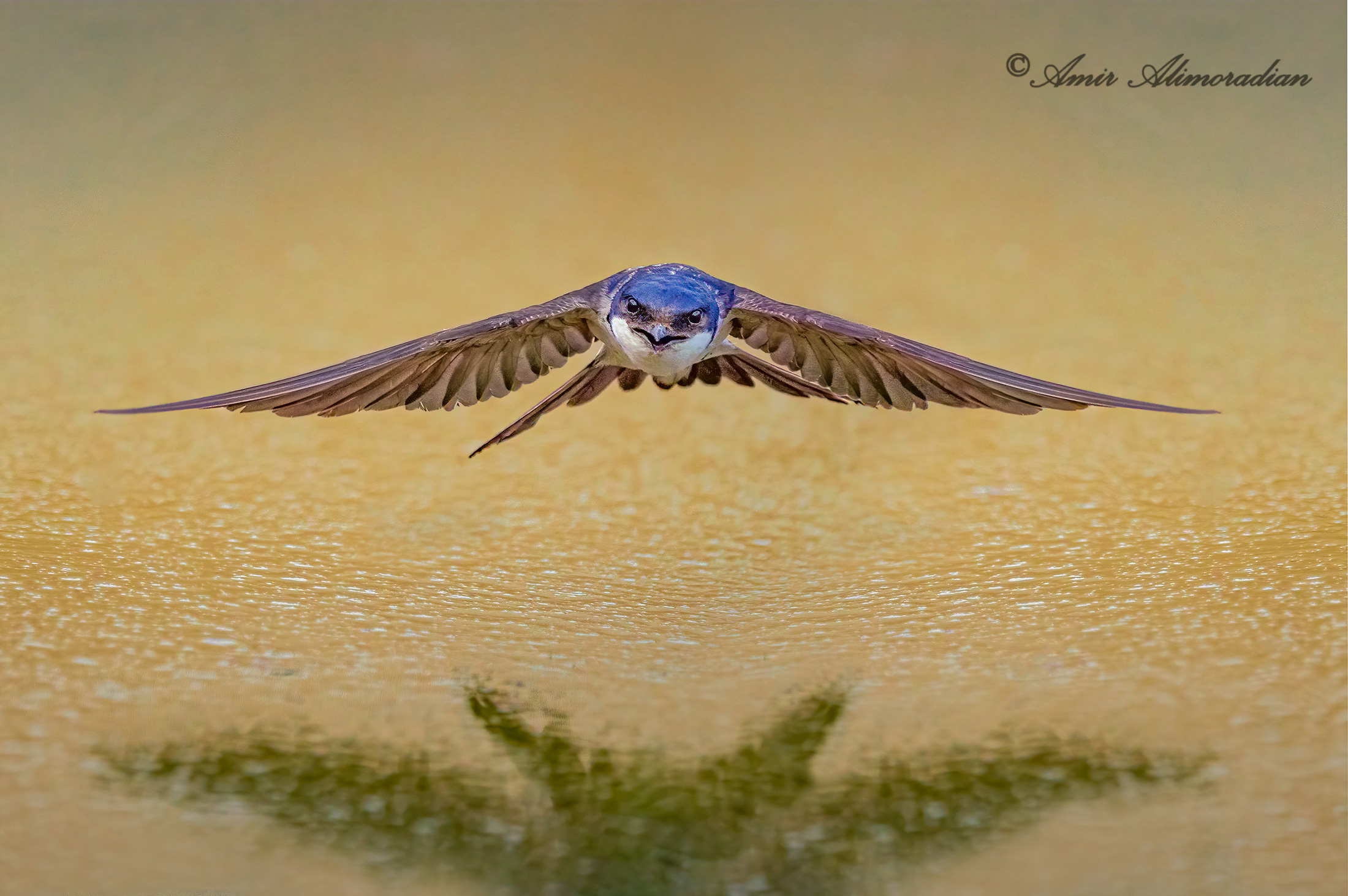 House Martin