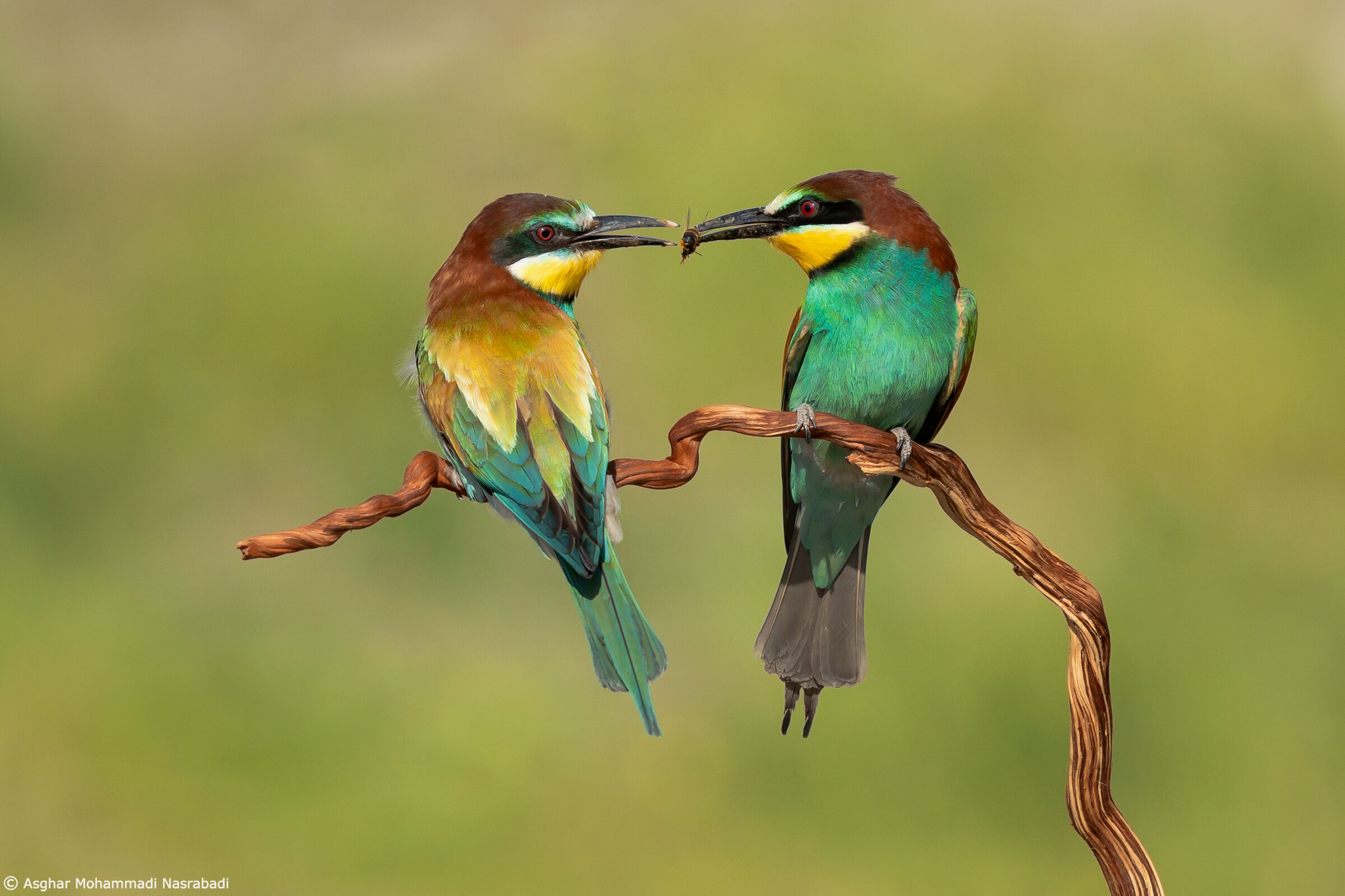 European bee-eaters in love ??