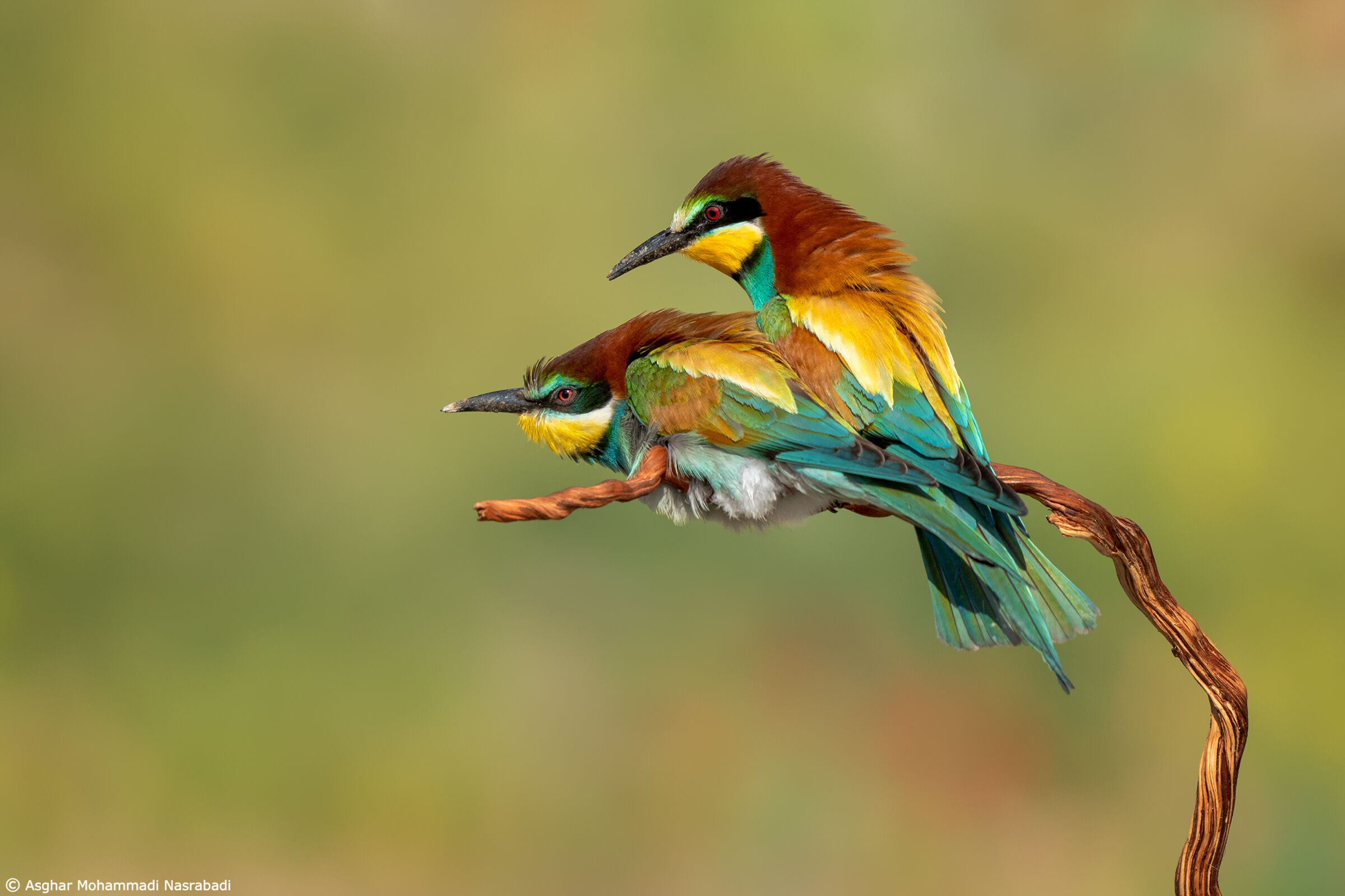 European bee-eaters in love ??