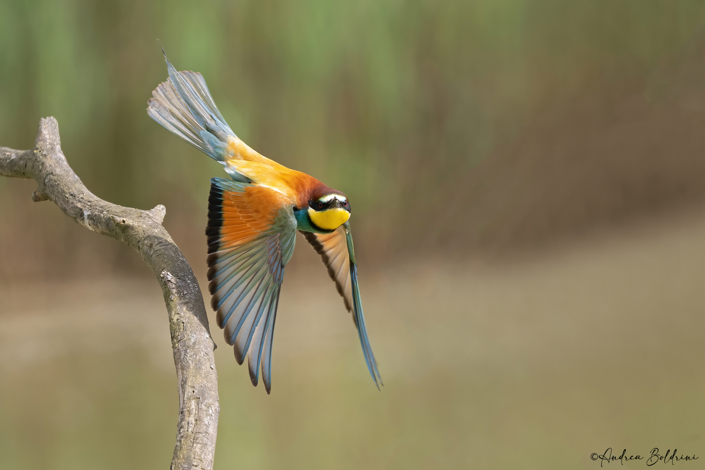 Occhiata al fotografo