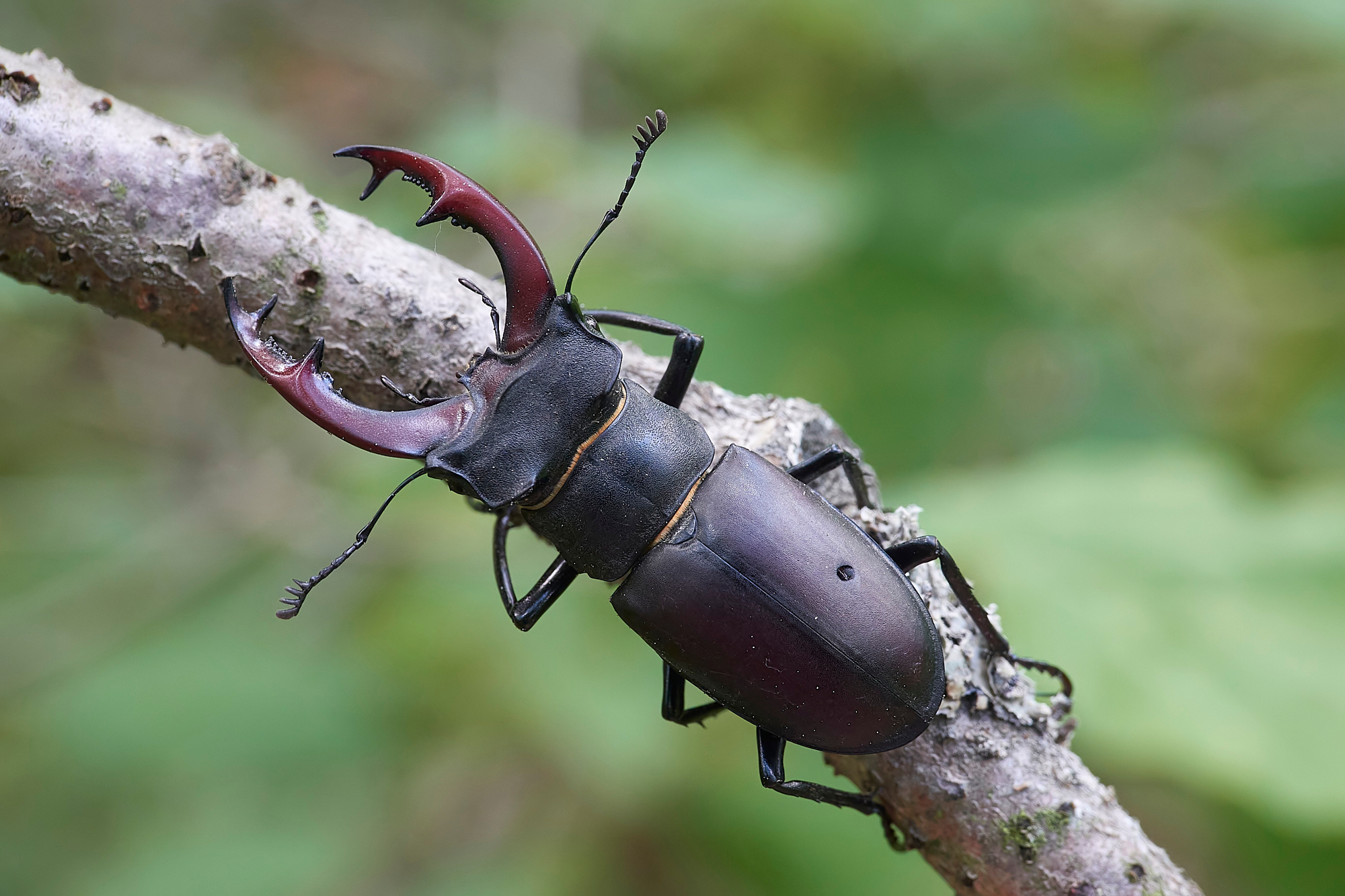 Lucanus cervus - maschio