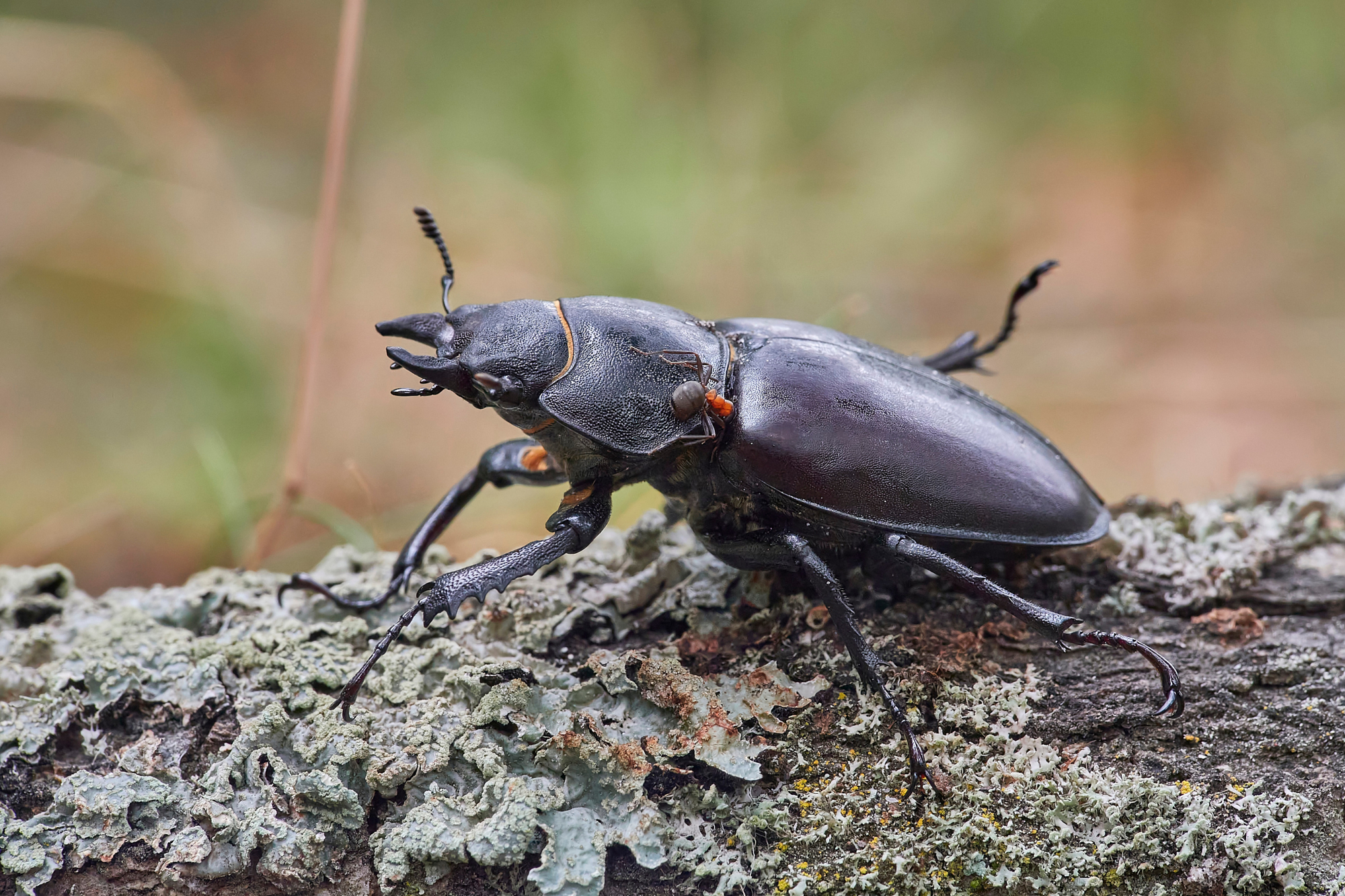 Lucanus cervus - femmina
