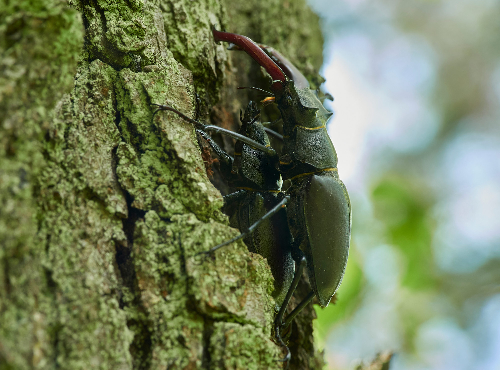 Lucanus cervus - coppia.