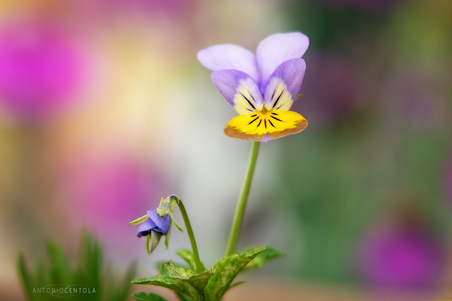 Viola del Pensiero...meglio conosciuta come Panse'