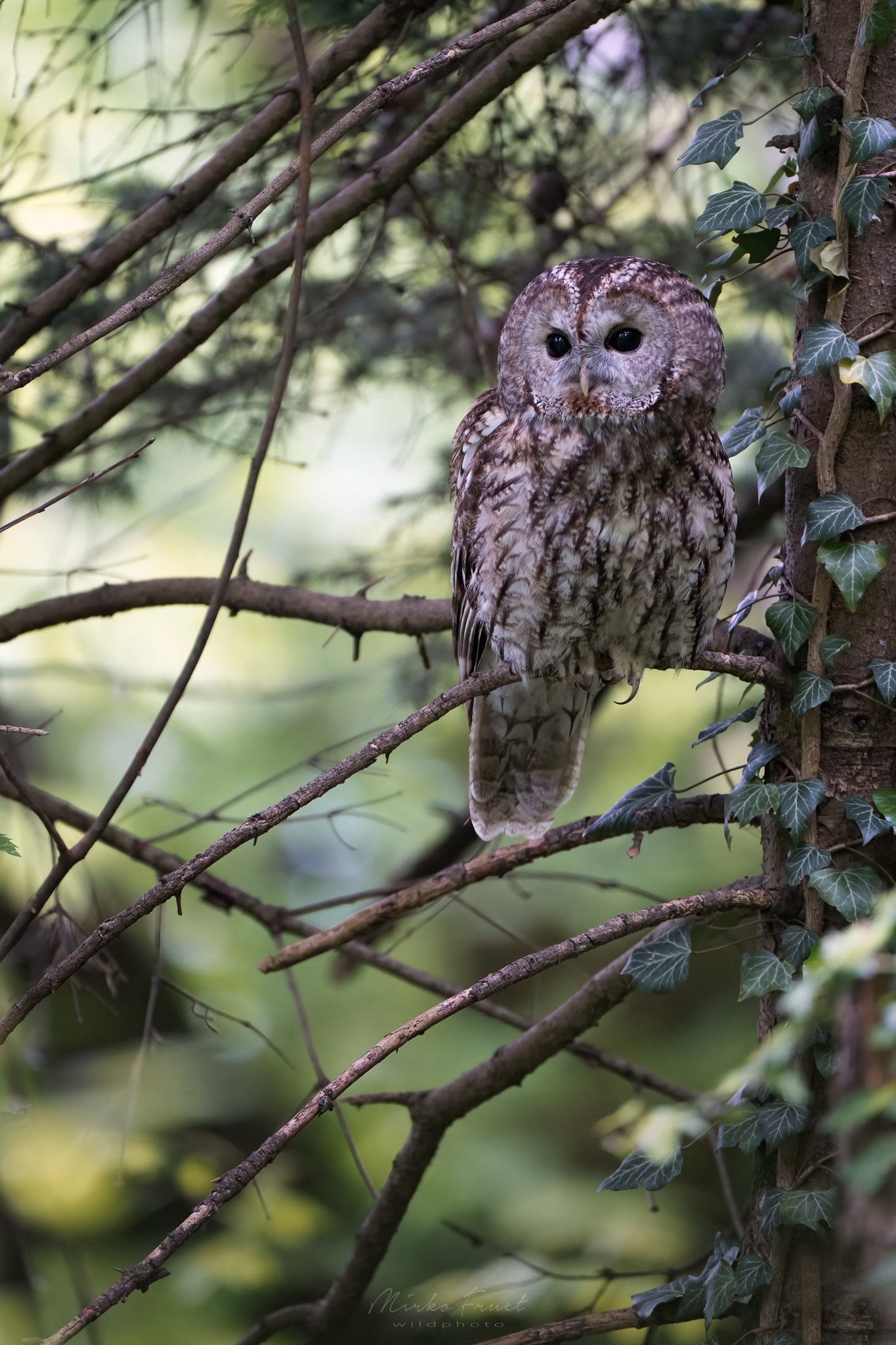 In the silence of the forest