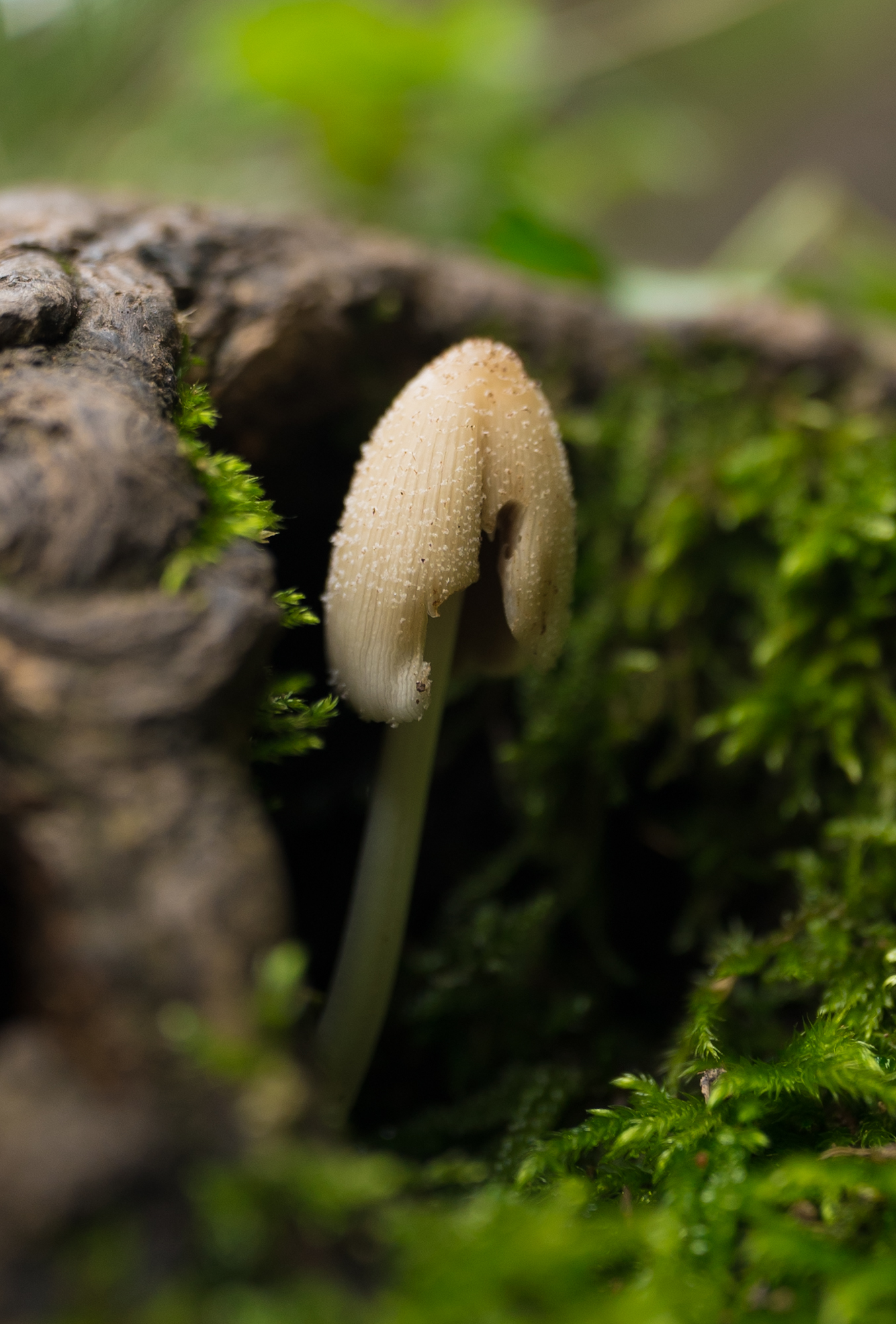 Coprinellus radians