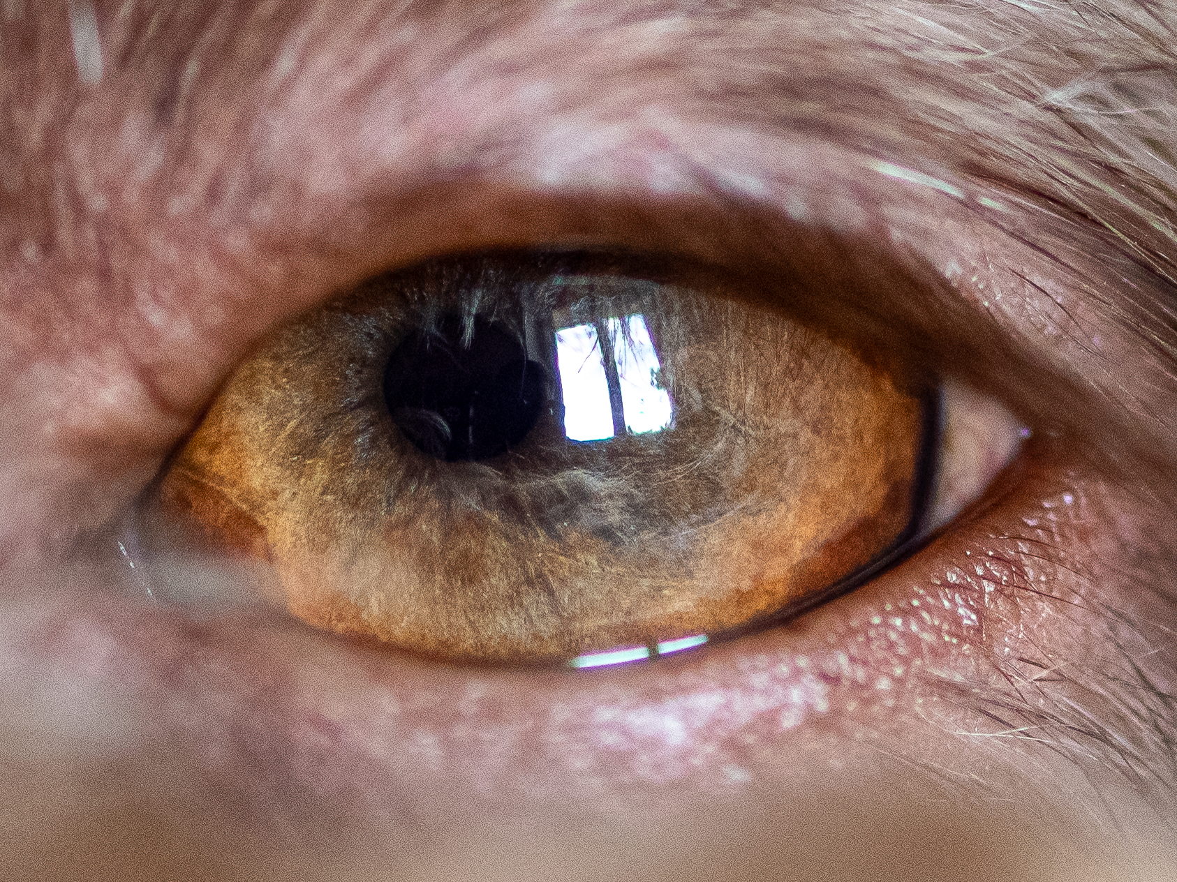 Particolari del mio cane