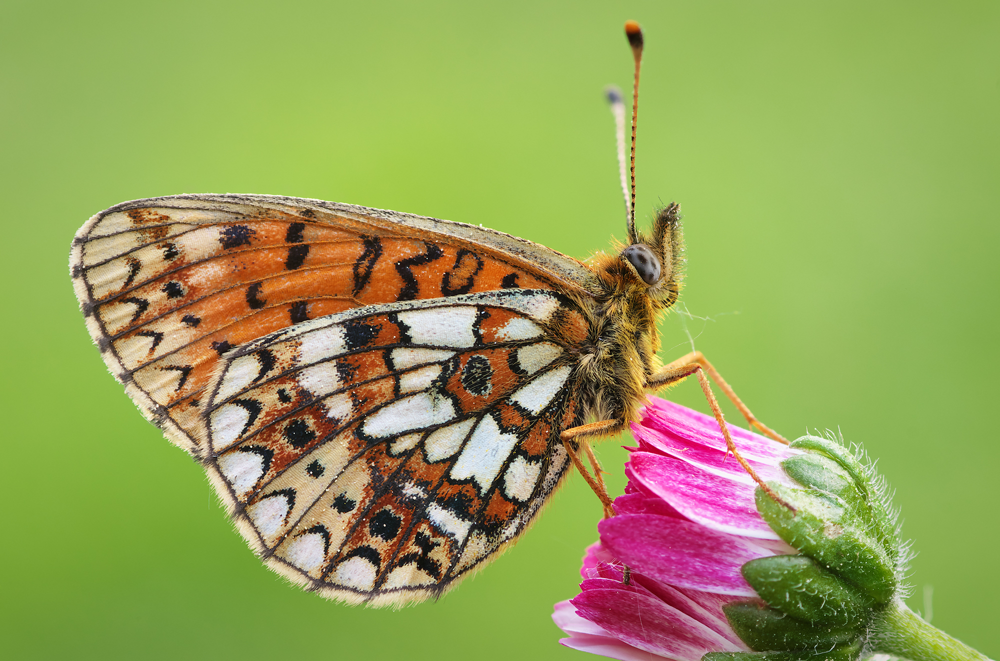 Selene di Boloria
