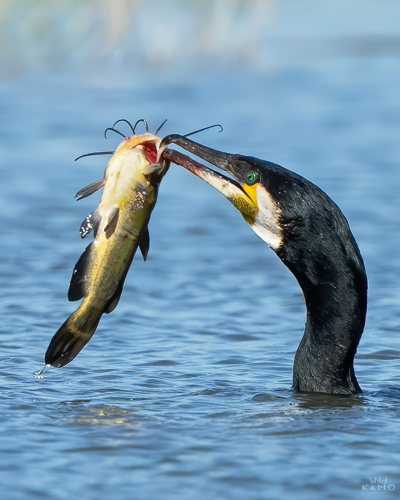 Cormorano VS PesceGatto