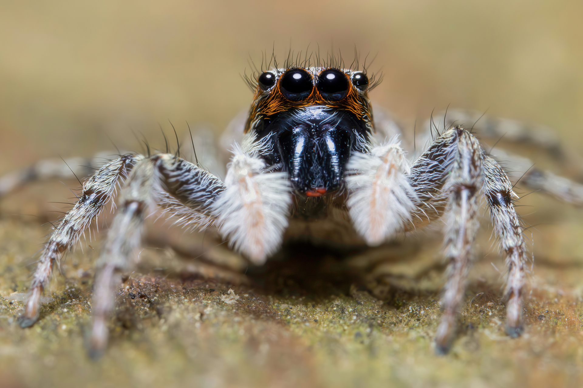 Menemerus semilimbatus