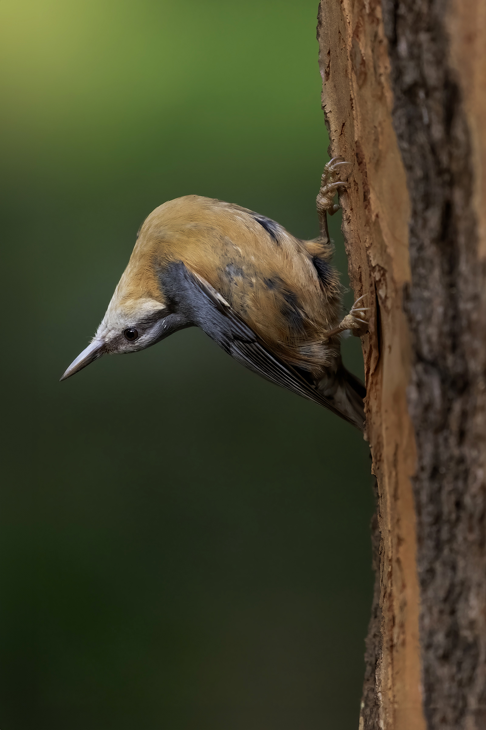 Wood nuthatch...