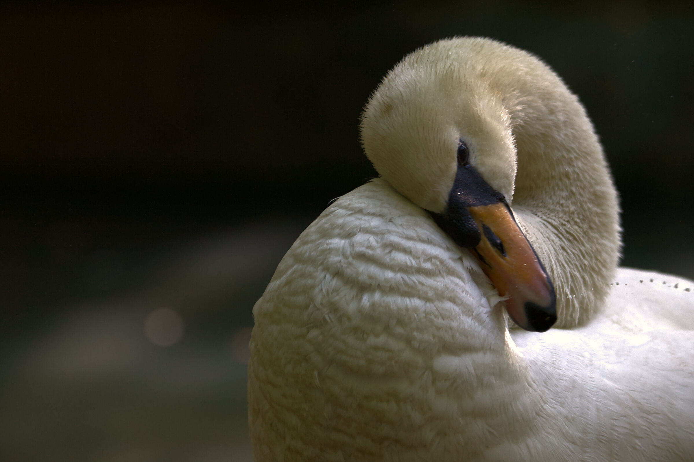 Swan