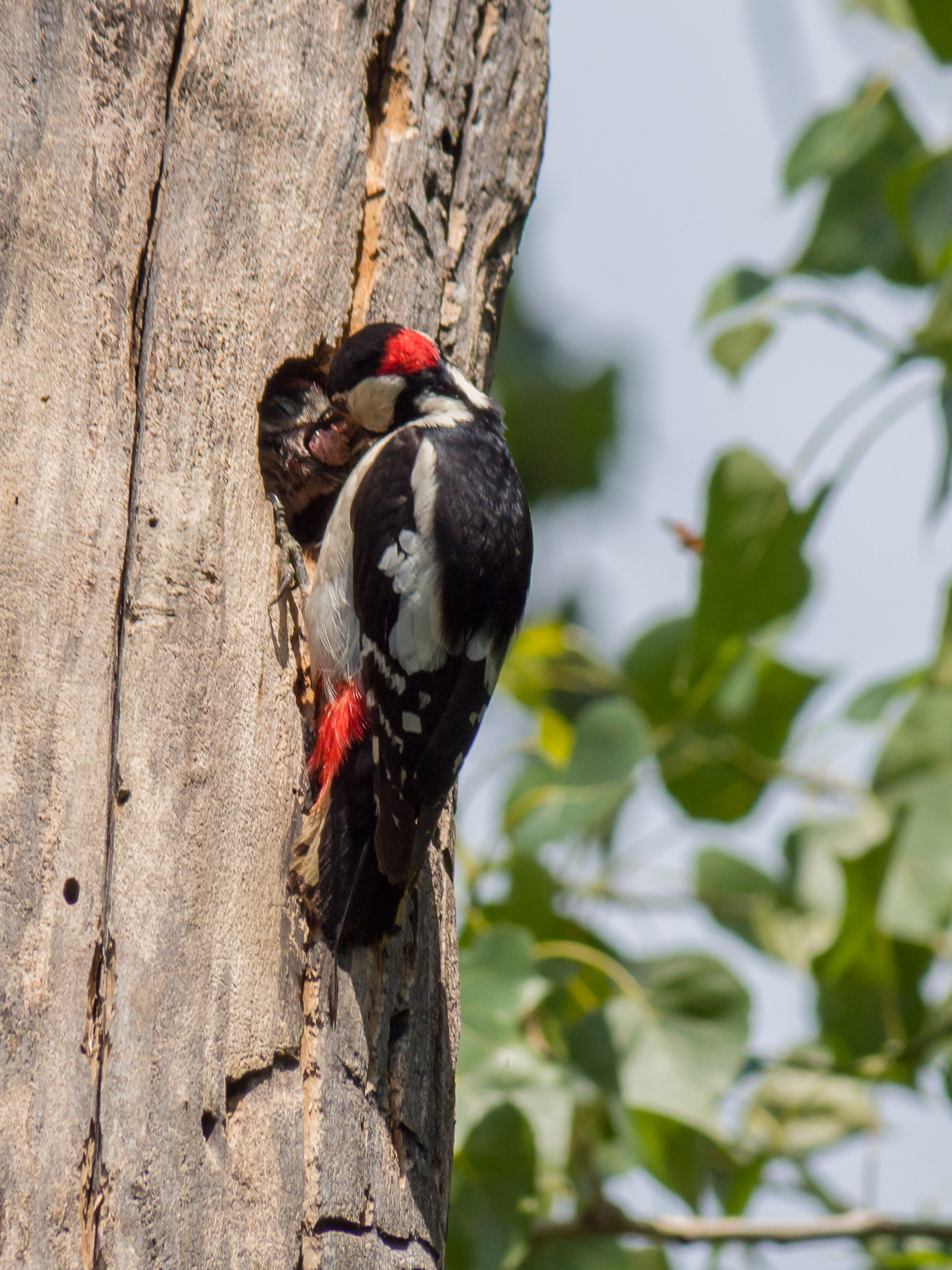 Woodpecker