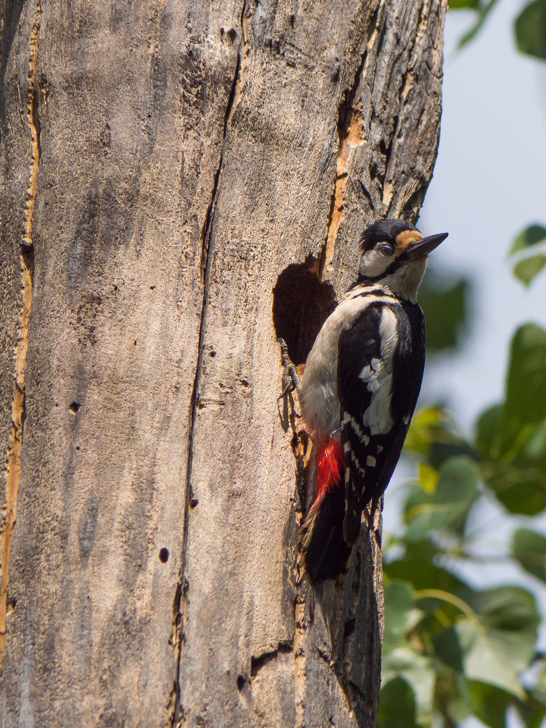 Woodpecker