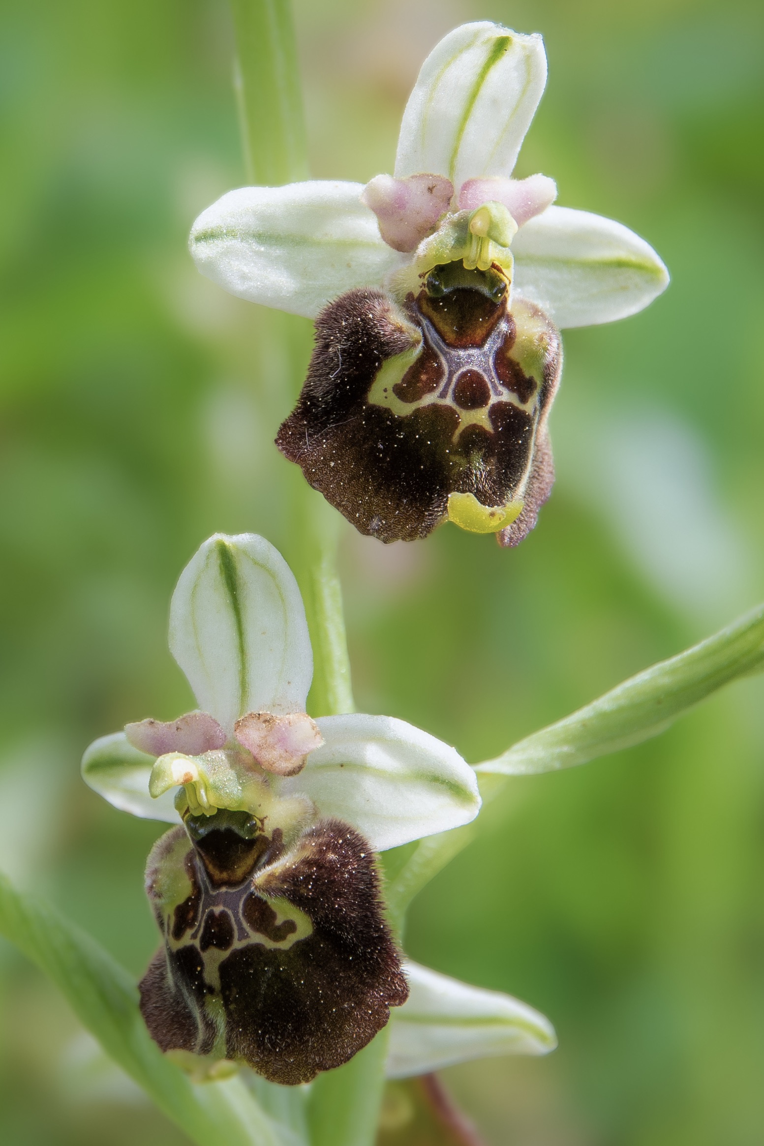 Ophrys holoserica