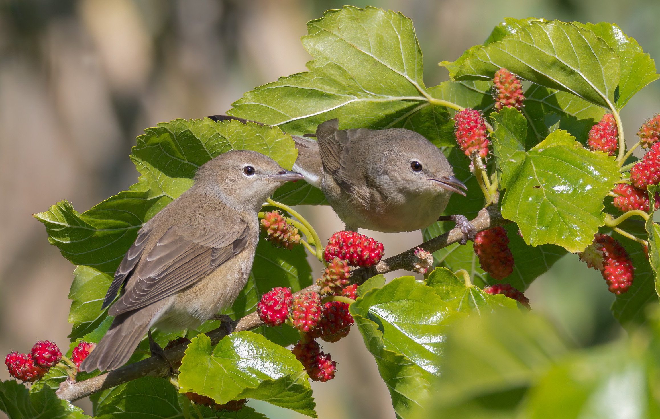 Two Better Than One (Beccafichi)