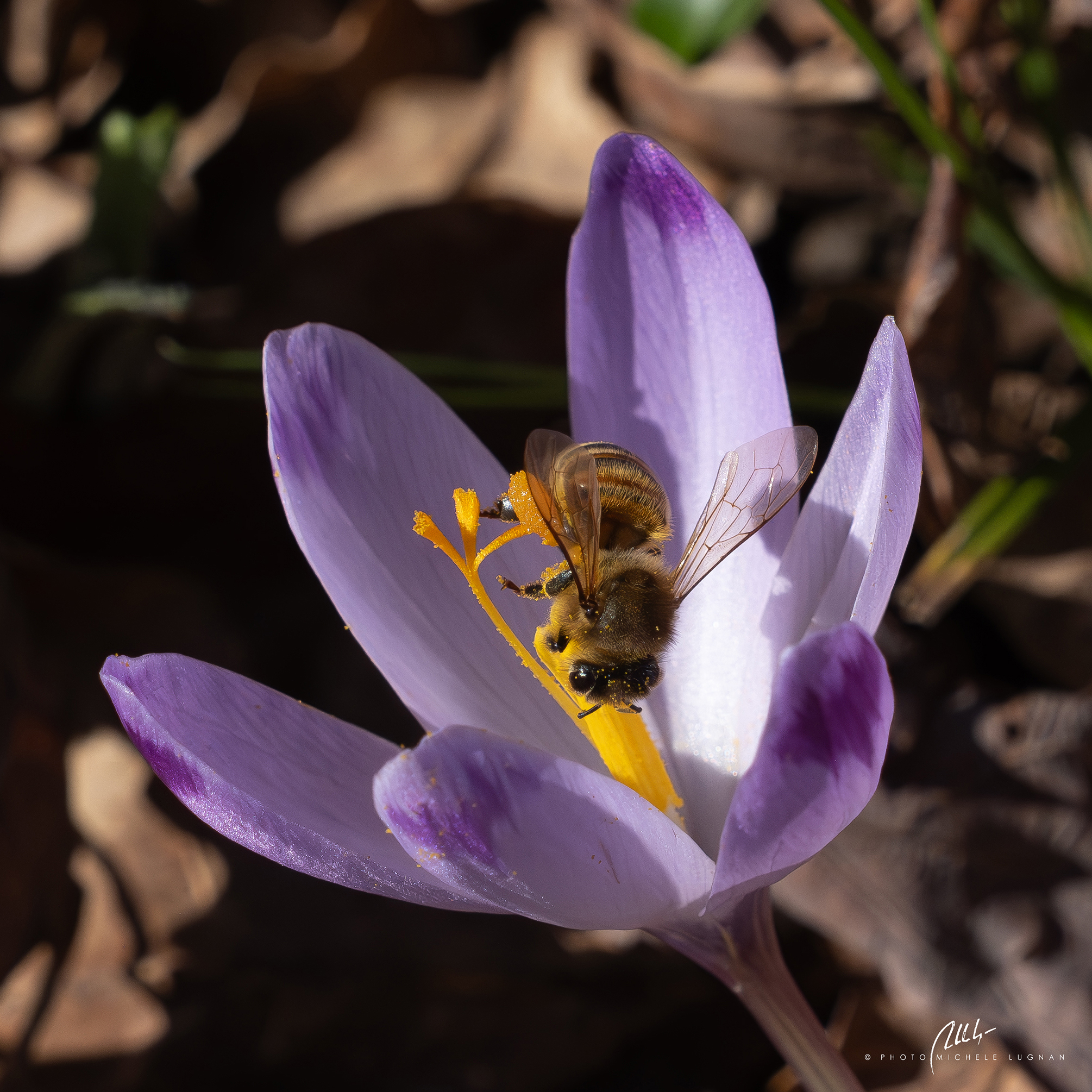 Apis mellifera in Crocus vernus