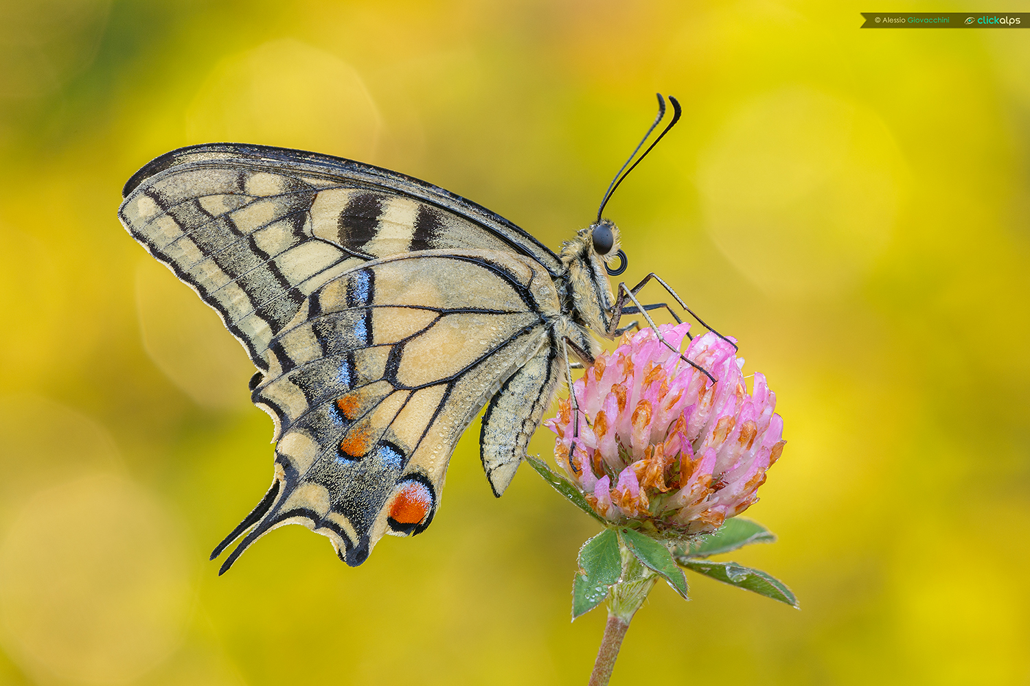 Papilio machaon