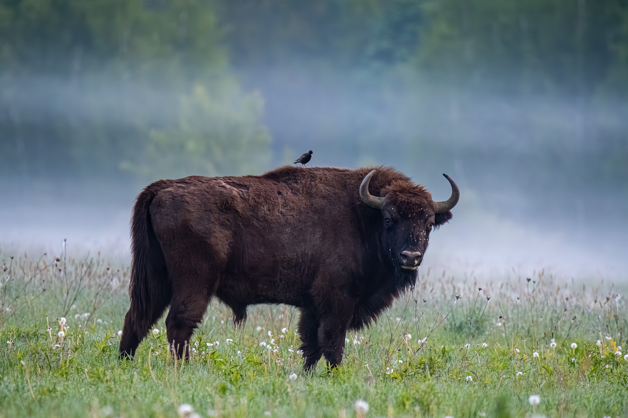 Bisonte europeo e storno
