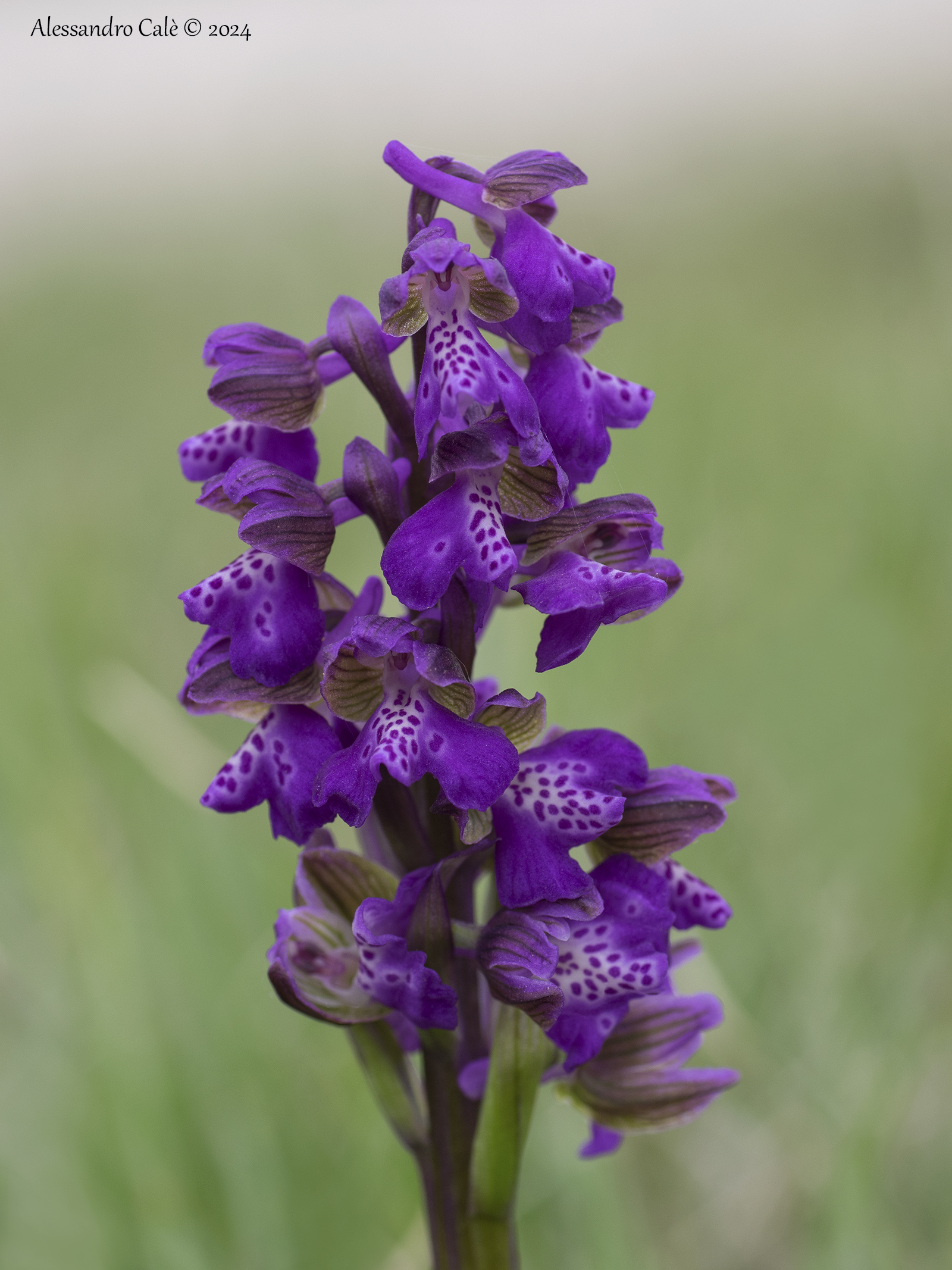 Anacamptis morio 8400