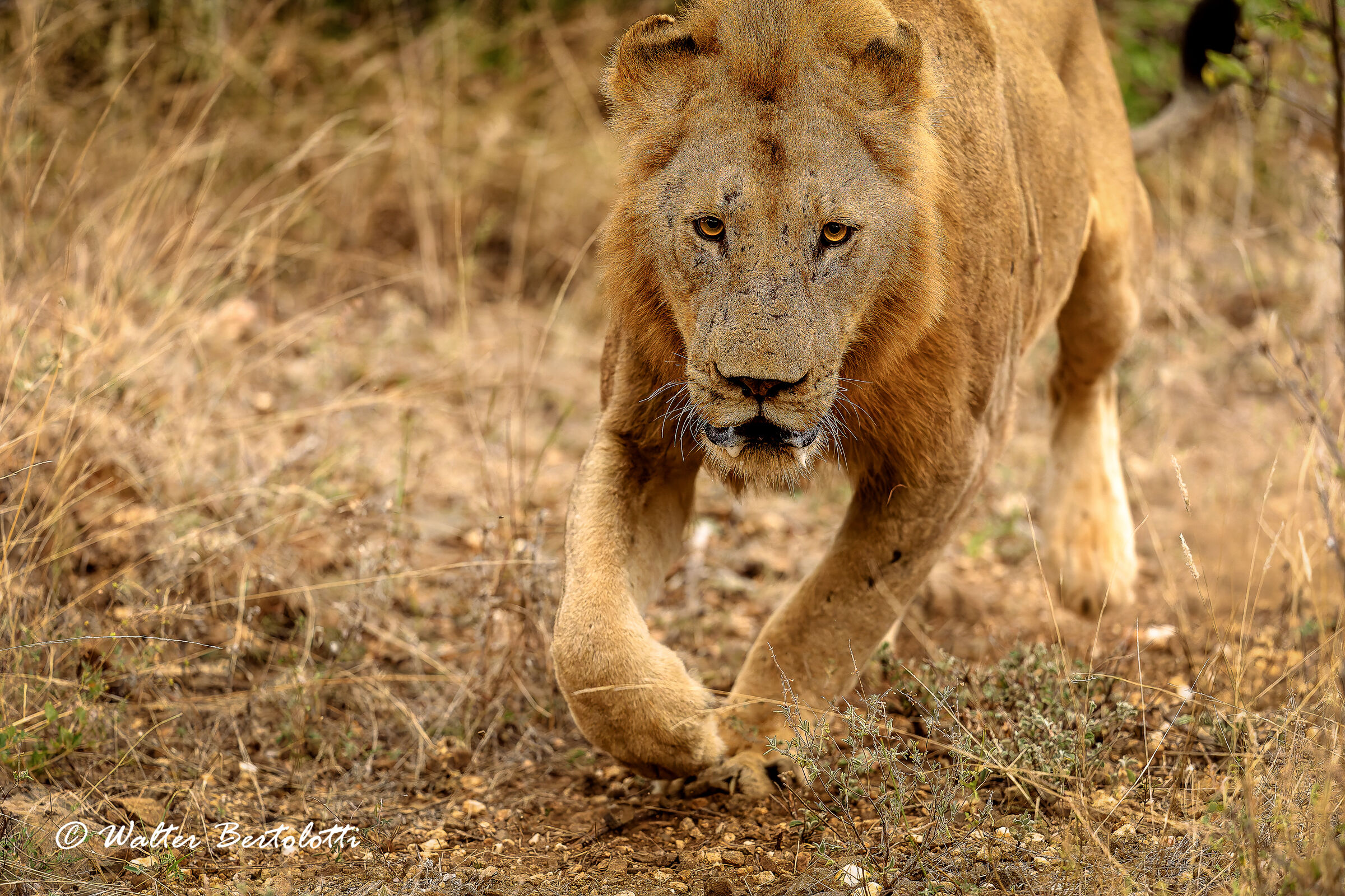 in corsa per sfuggire ai rivali