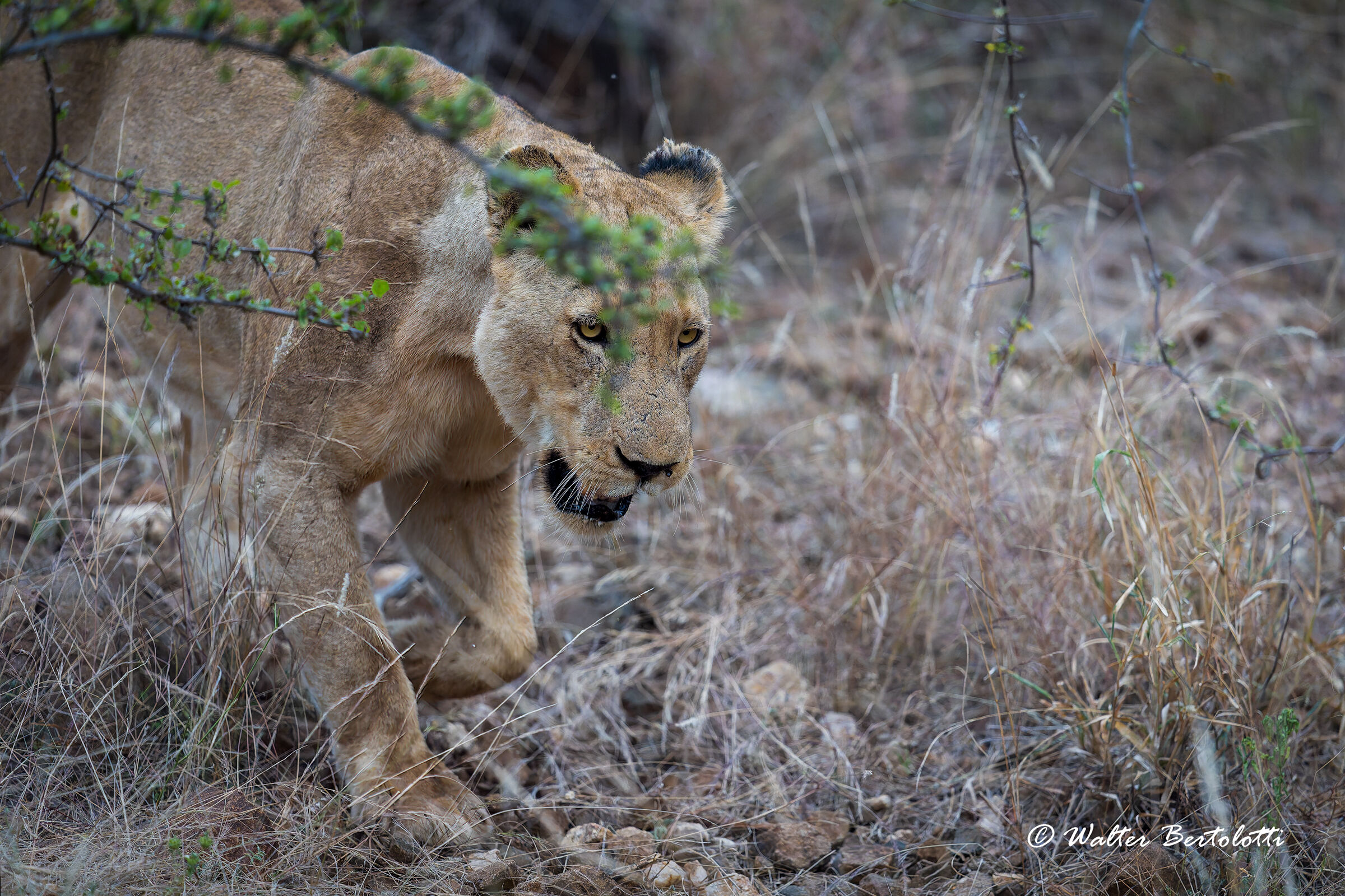 in corsa per la sicurezza