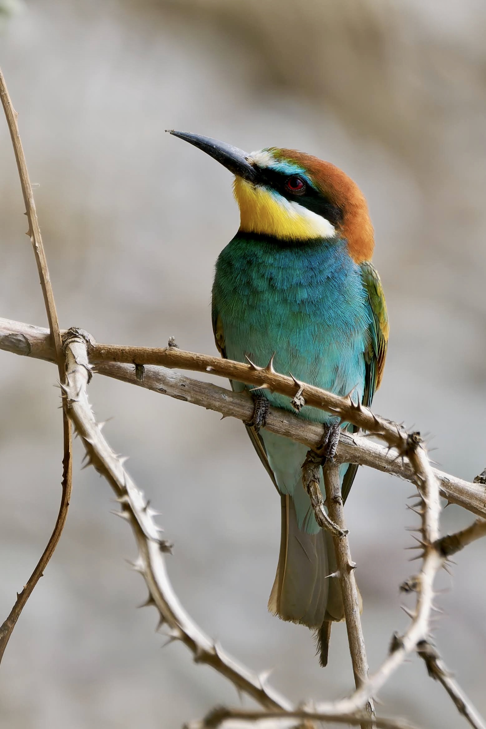 Bee-eater