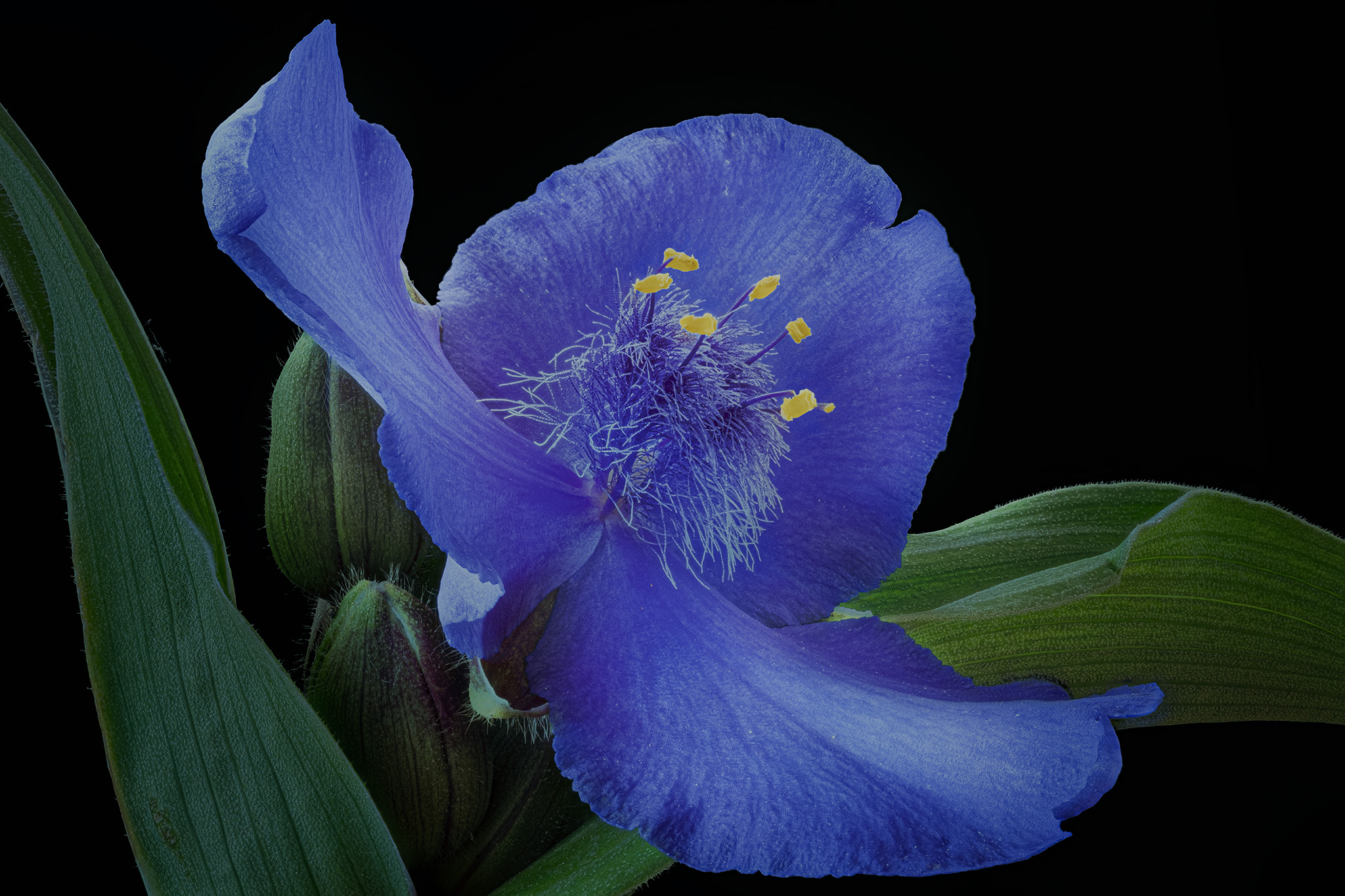 Tradescantia virginiana