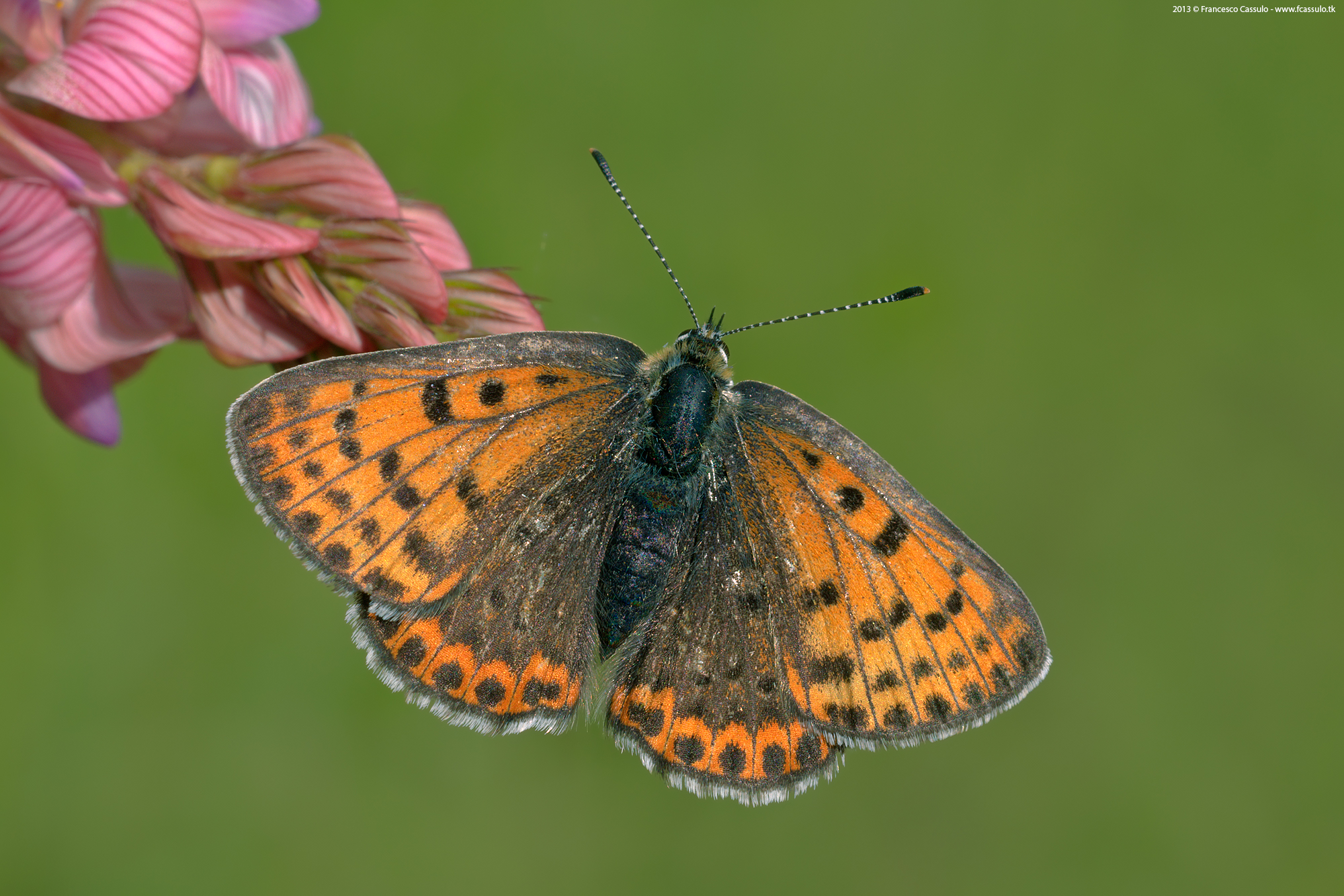 Lycaena tityrus (Poda, 1761)