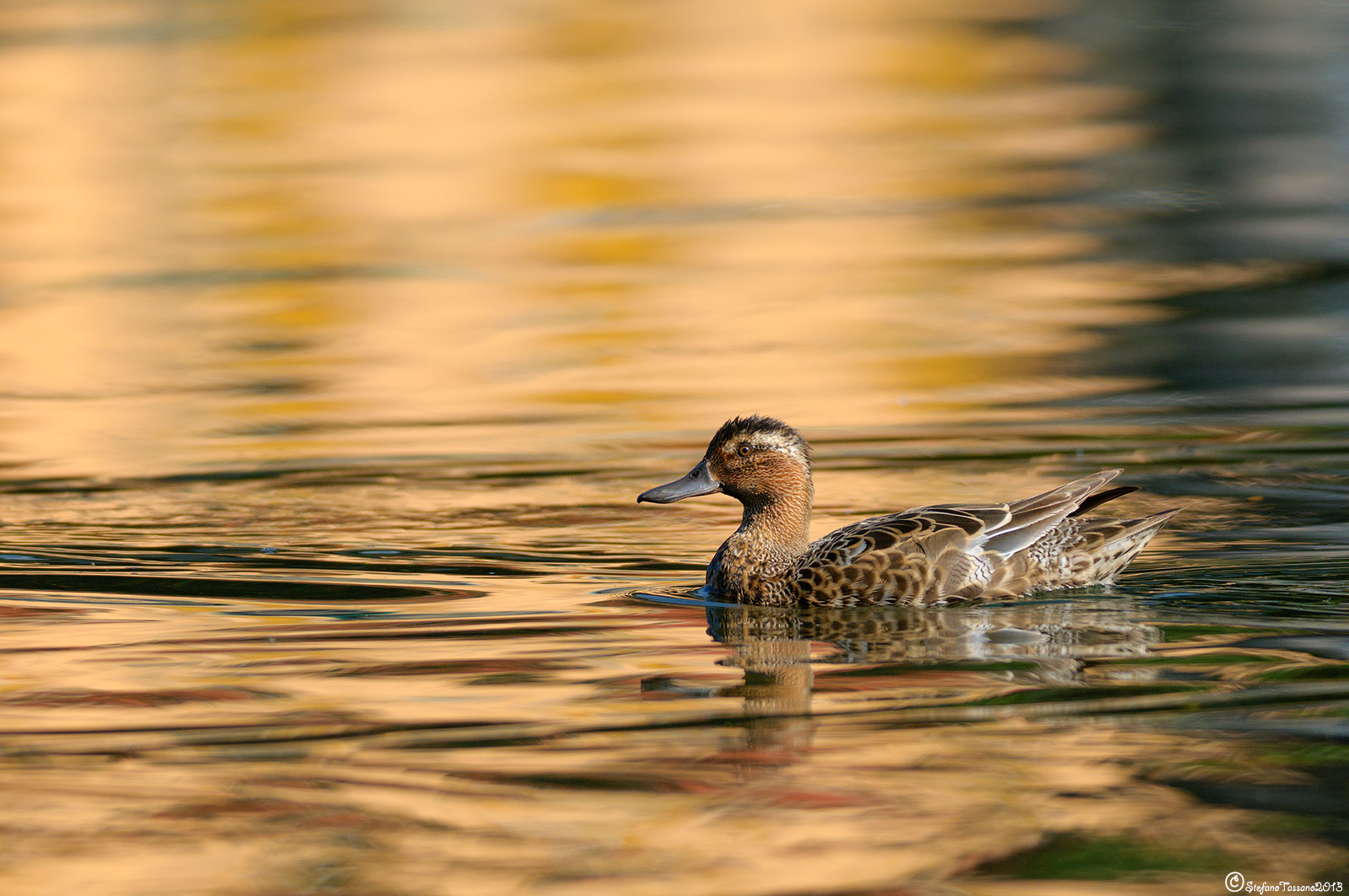 garganey